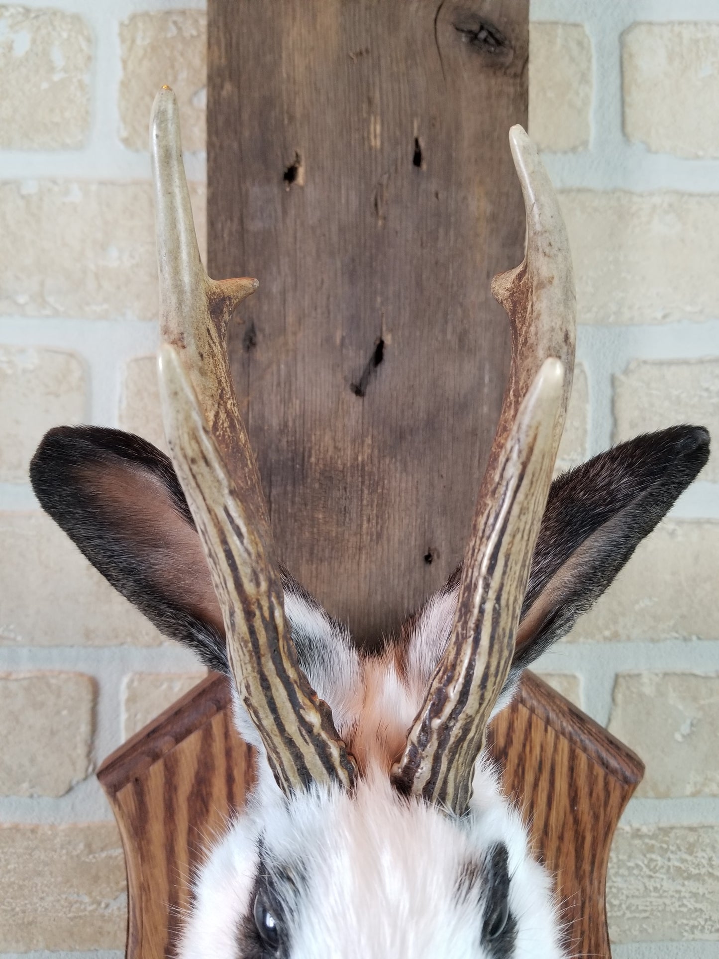 Taxidermie de Jackalope blanc et marron avec vrai panache et yeux brun.