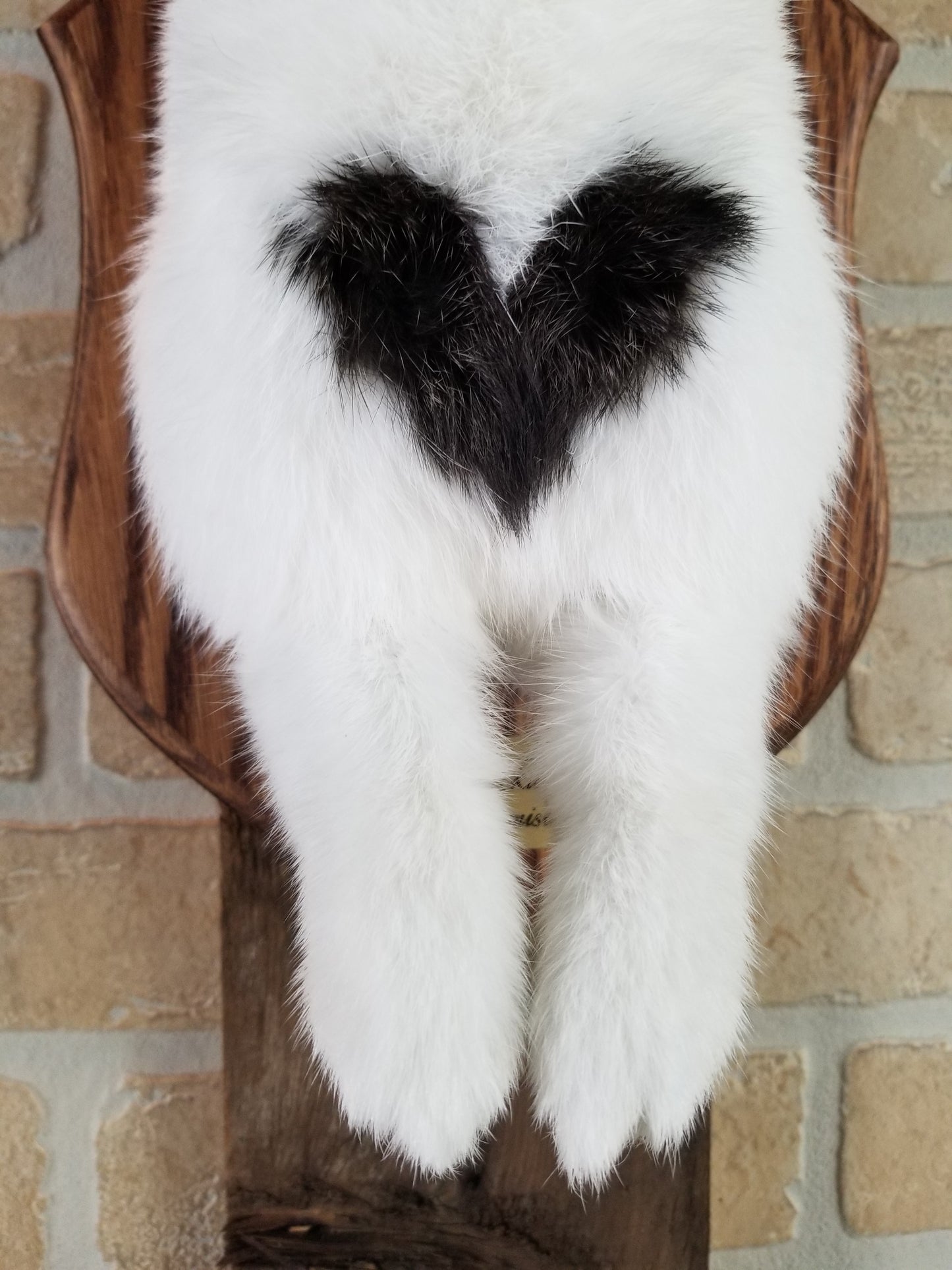 Taxidermie de Jackalope blanc et marron avec vrai panache et yeux brun.