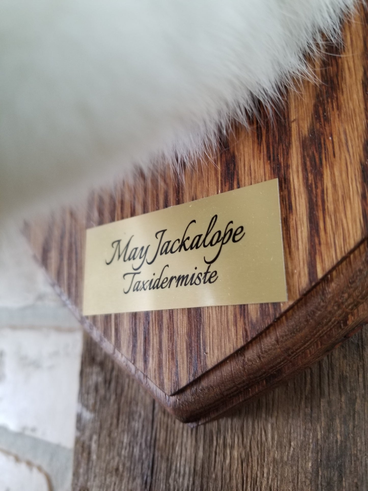 Taxidermie de Jackalope blanc et marron avec vrai panache et yeux brun.