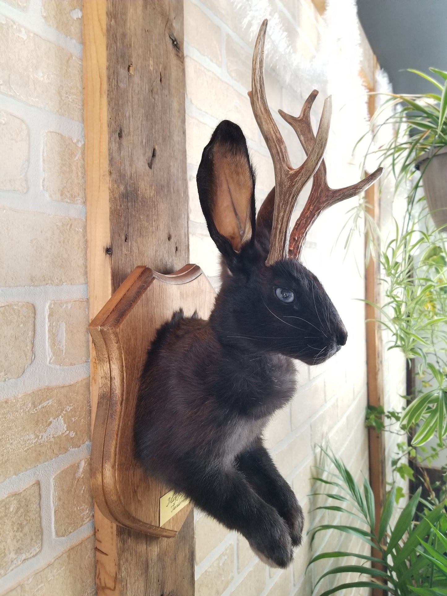 Black Jackalope taxidermy with real antlers & bleu eyes