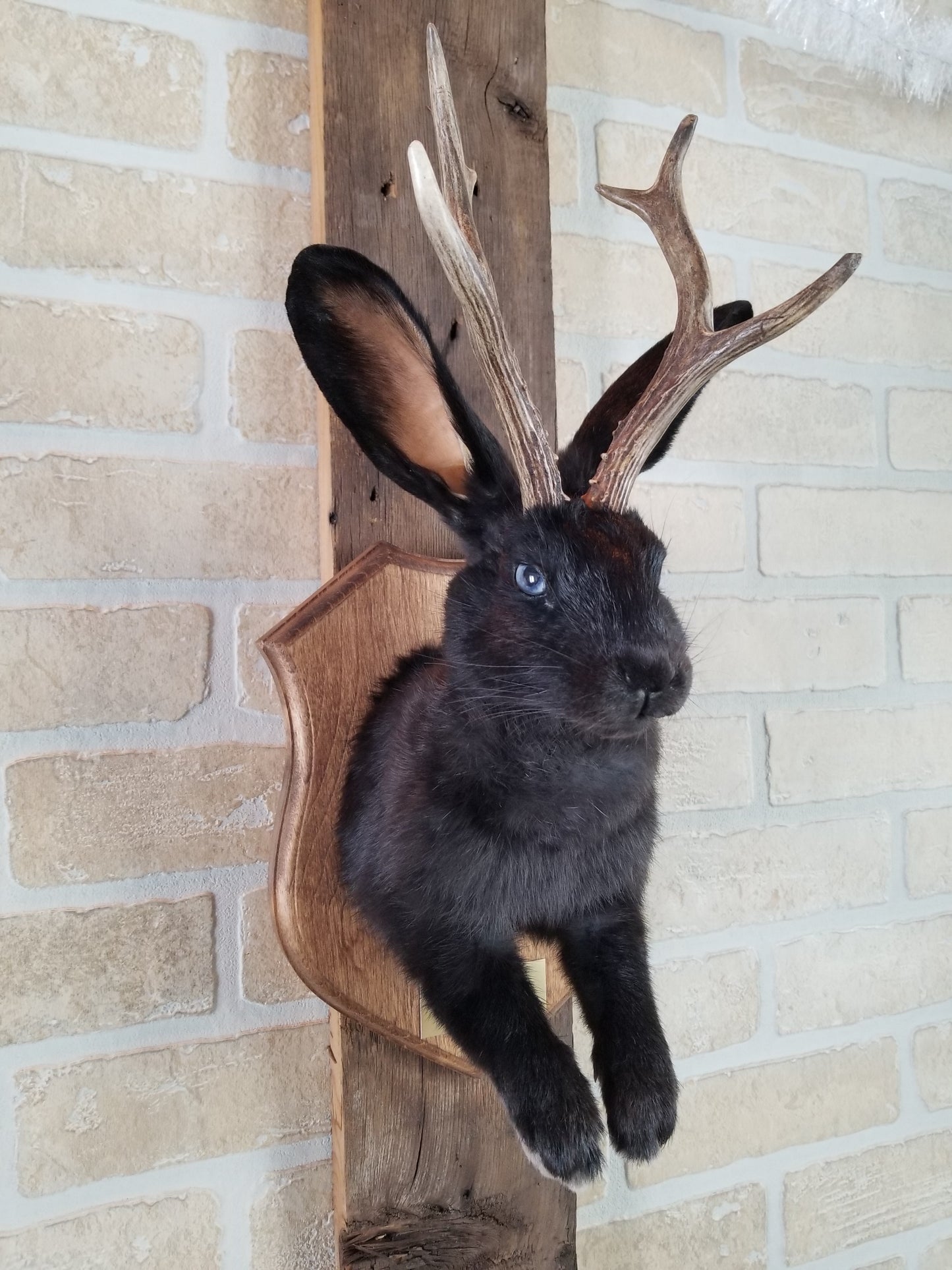 Black Jackalope taxidermy with real antlers & bleu eyes