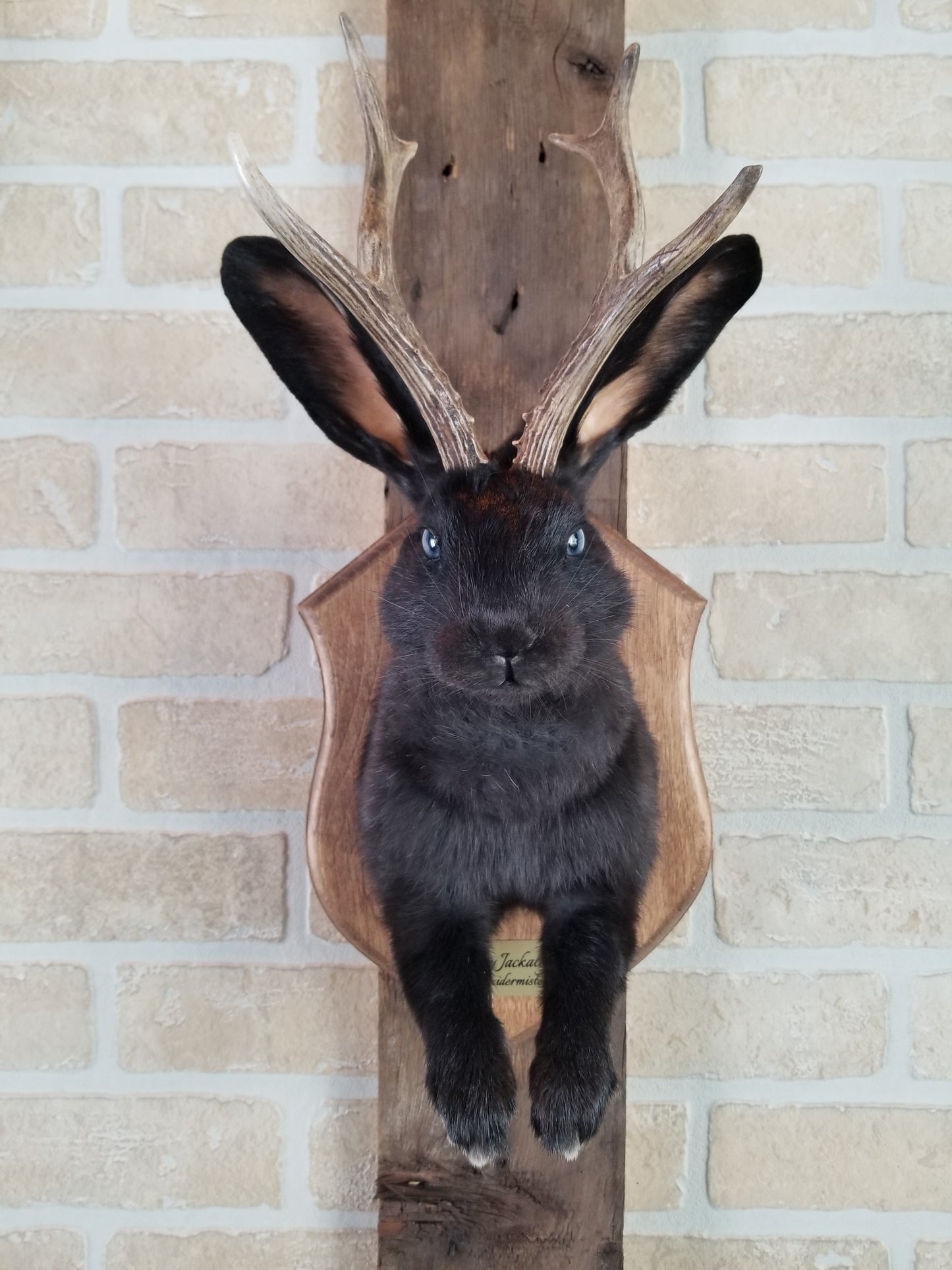 Black Jackalope taxidermy with real antlers & bleu eyes