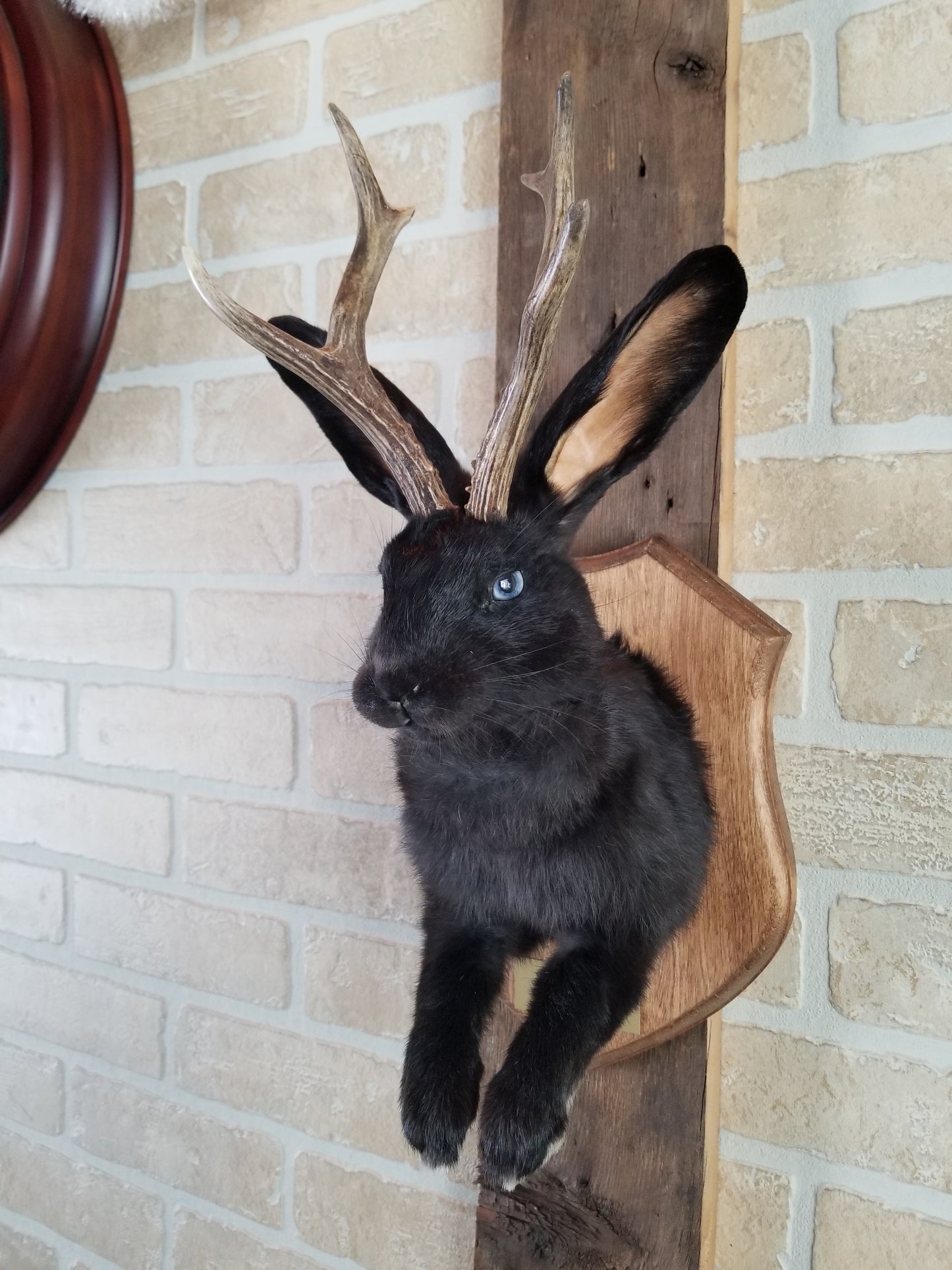 Black Jackalope taxidermy with real antlers & bleu eyes