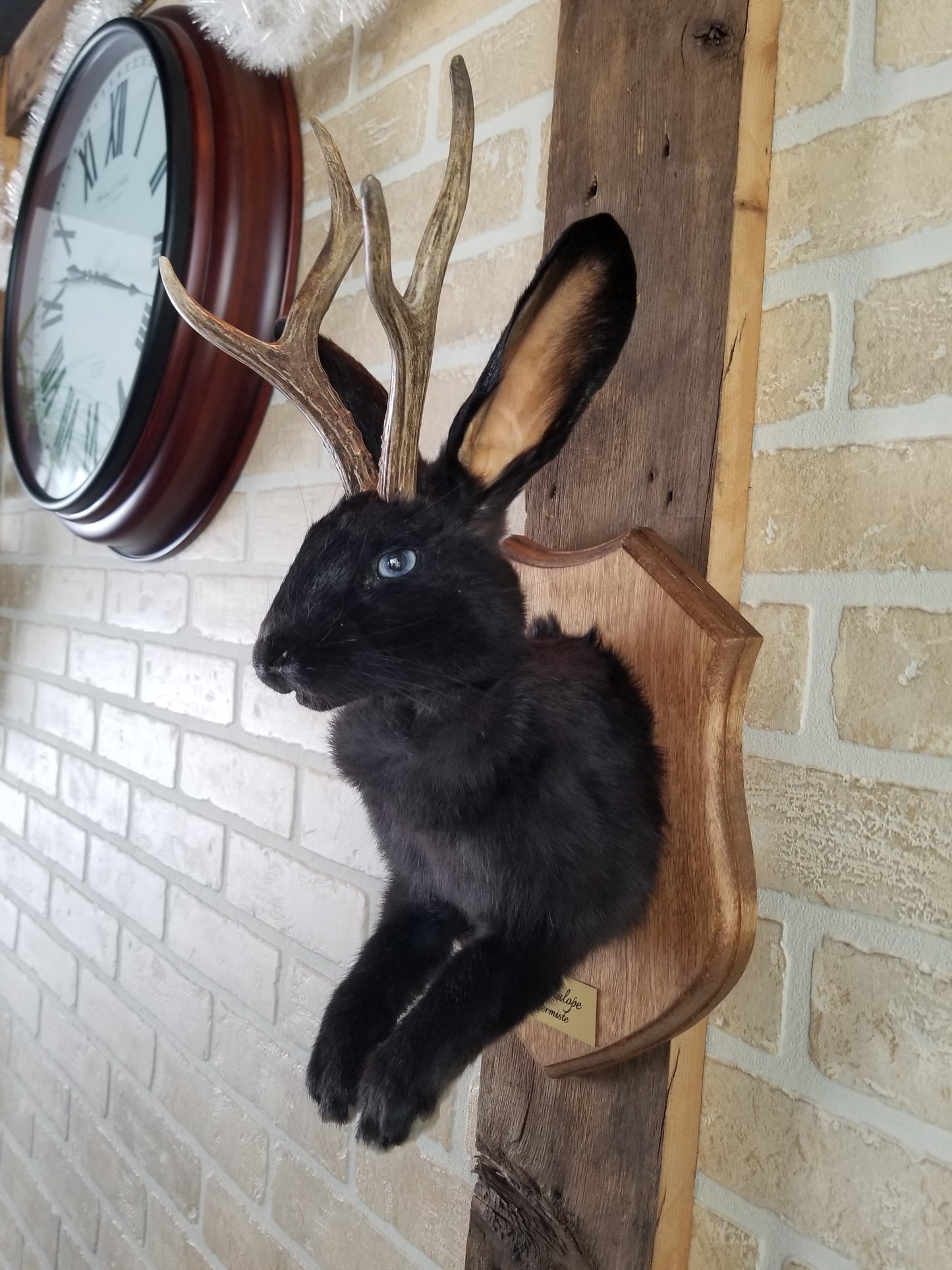 Black Jackalope taxidermy with real antlers & bleu eyes