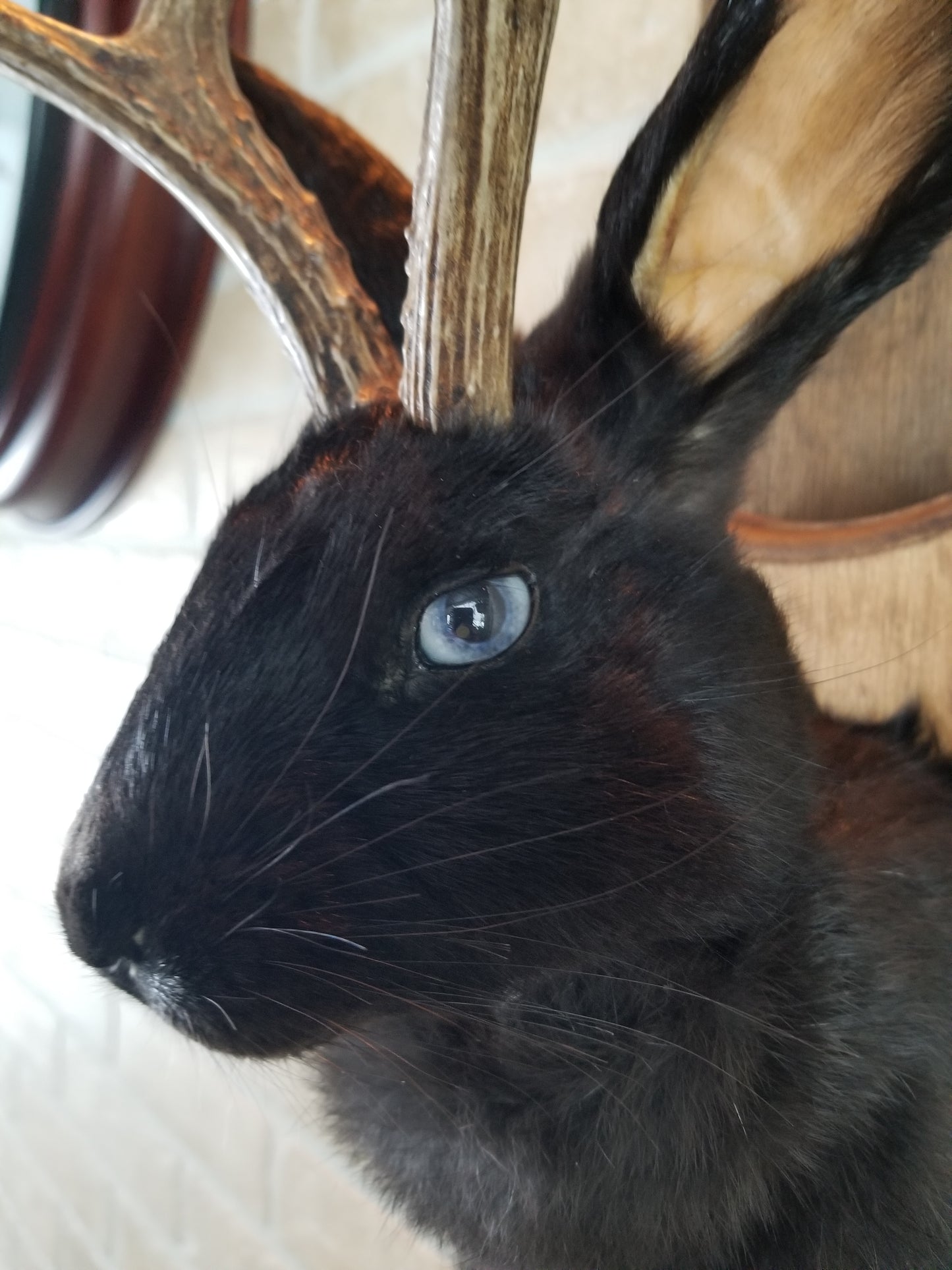Black Jackalope taxidermy with real antlers & bleu eyes