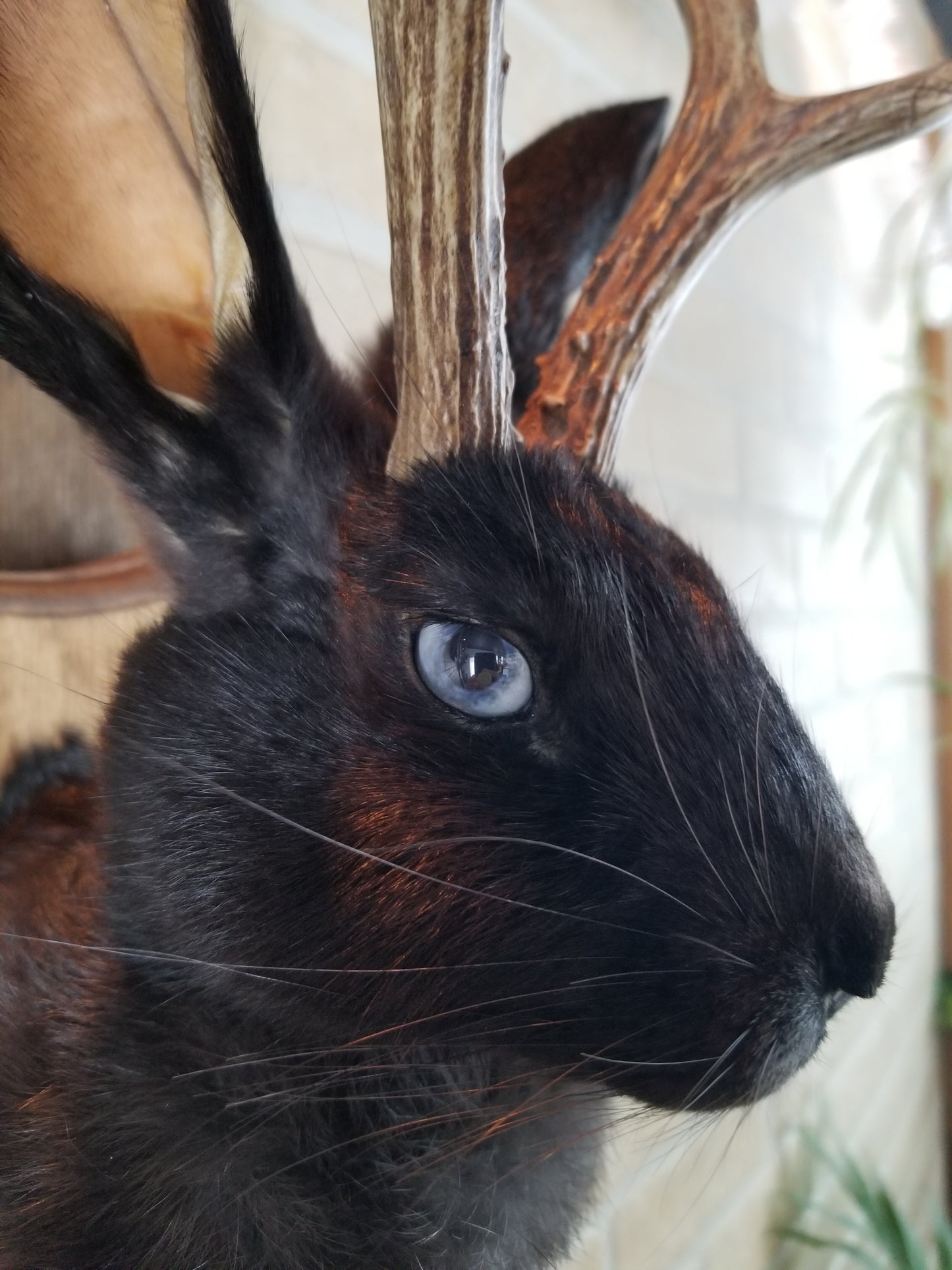 Black Jackalope taxidermy with real antlers & bleu eyes
