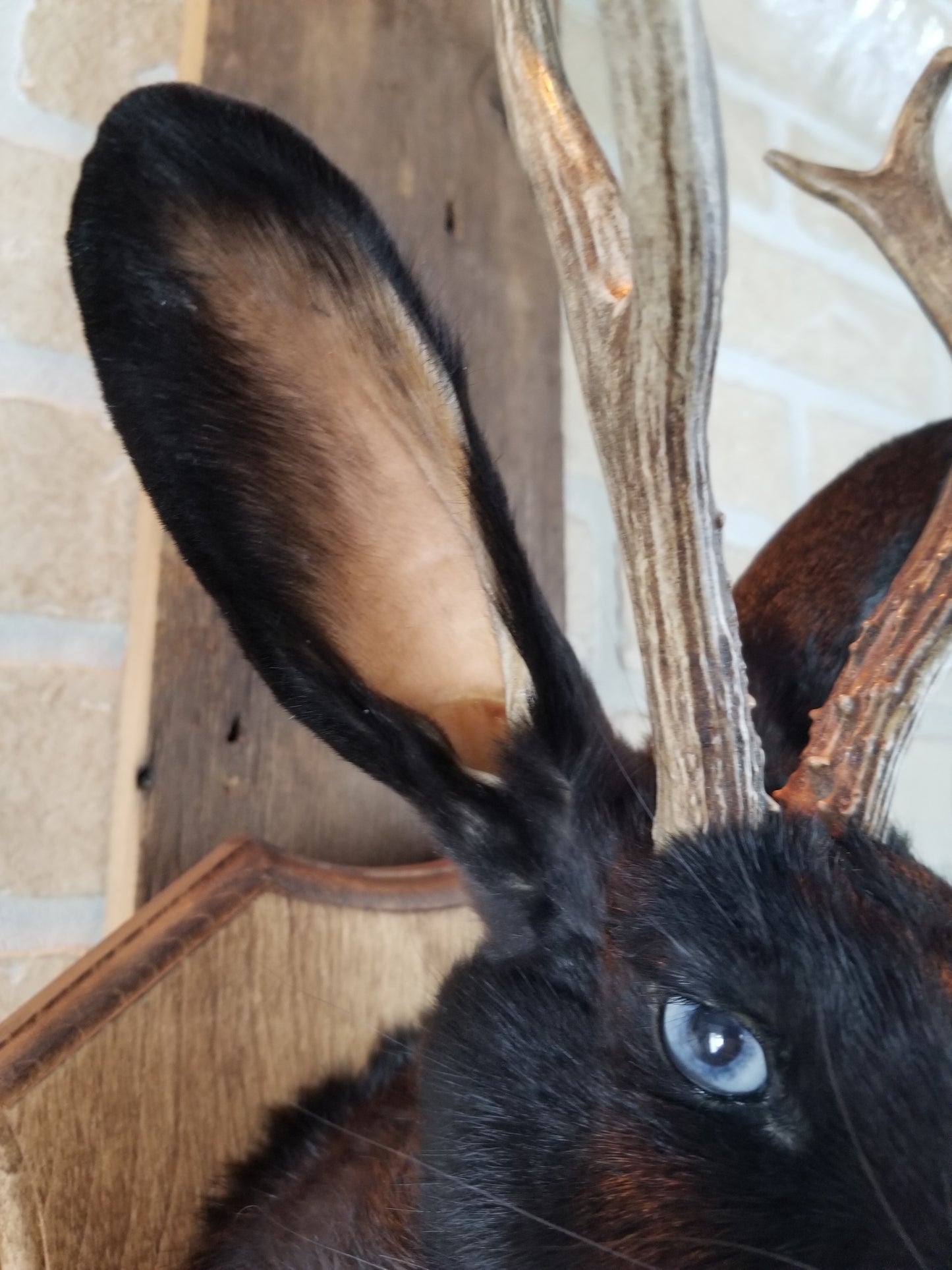 Black Jackalope taxidermy with real antlers & bleu eyes