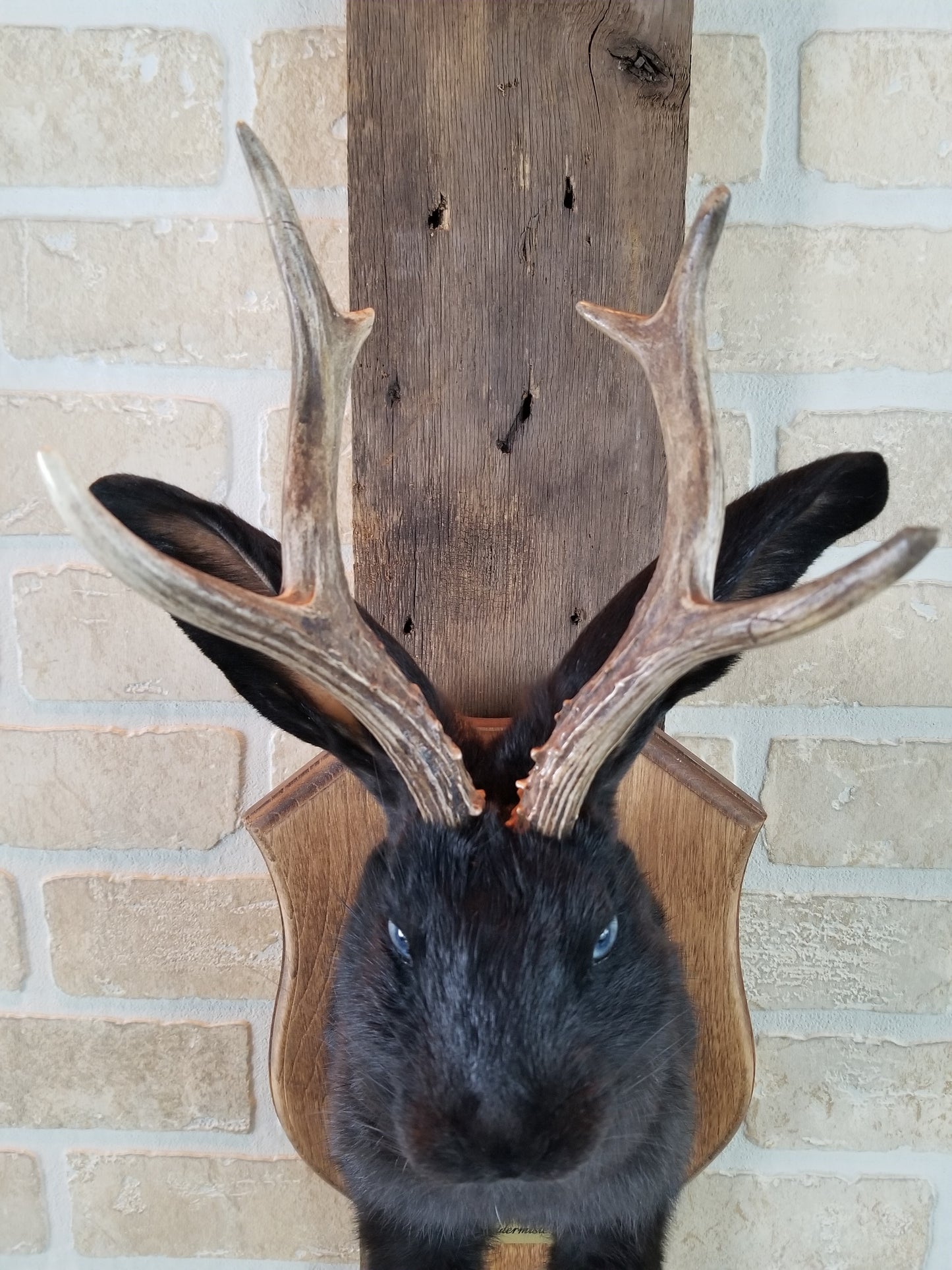 Black Jackalope taxidermy with real antlers & bleu eyes