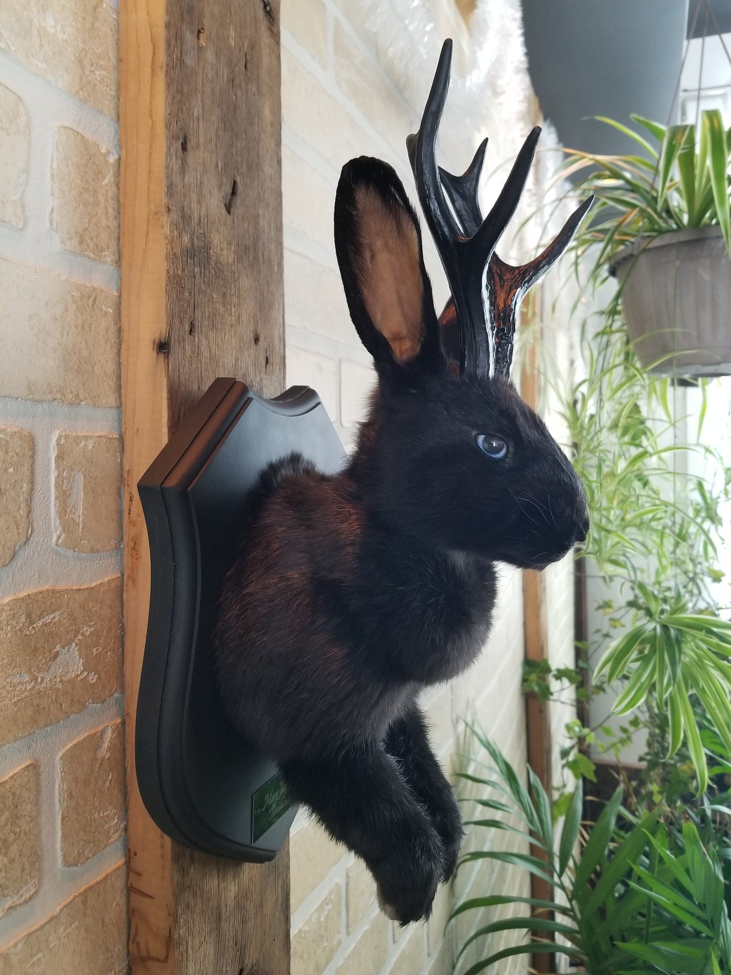 Black Jackalope taxidermy with black antlers replica & blue eyes