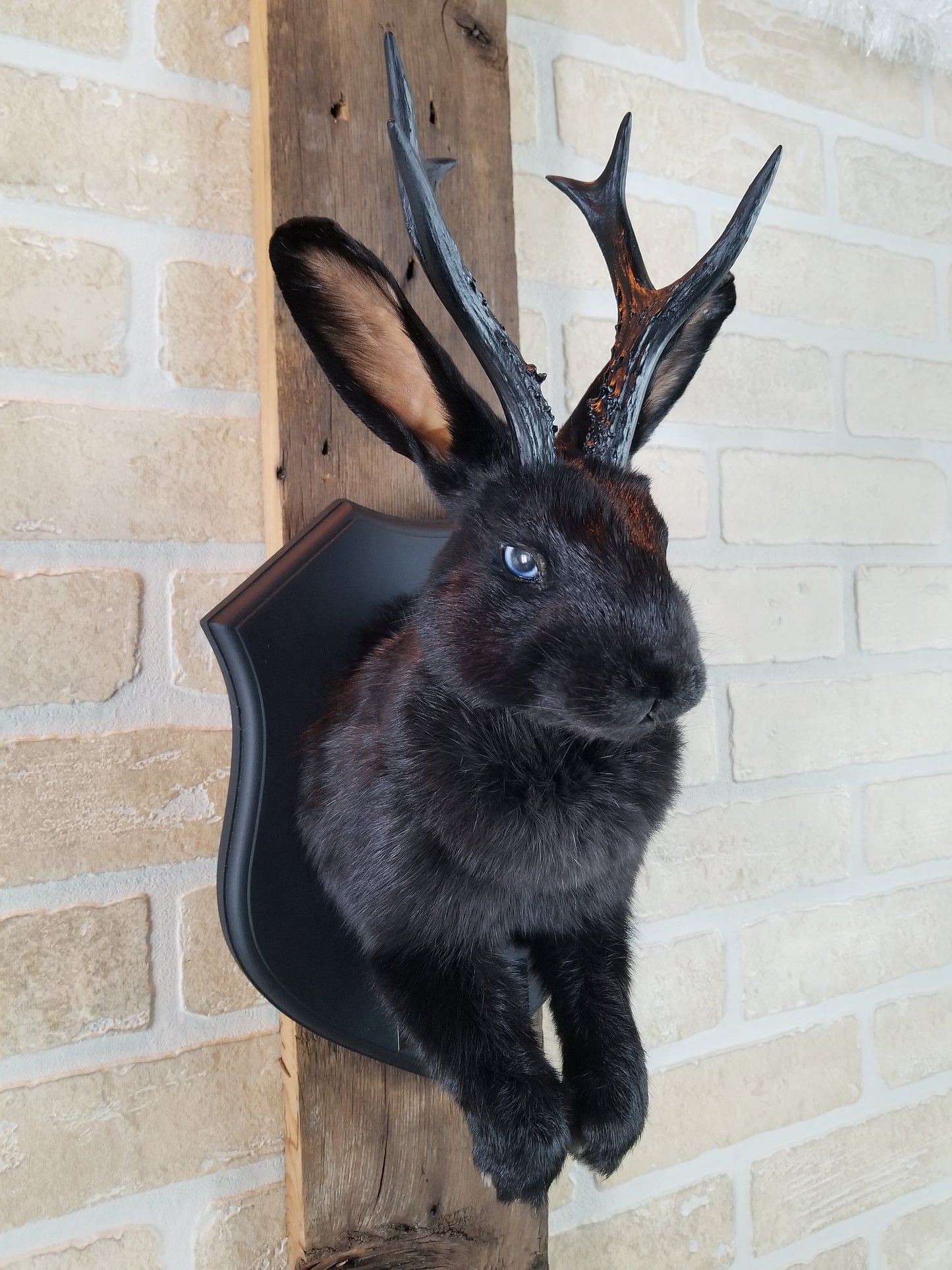Black Jackalope taxidermy with black antlers replica & blue eyes