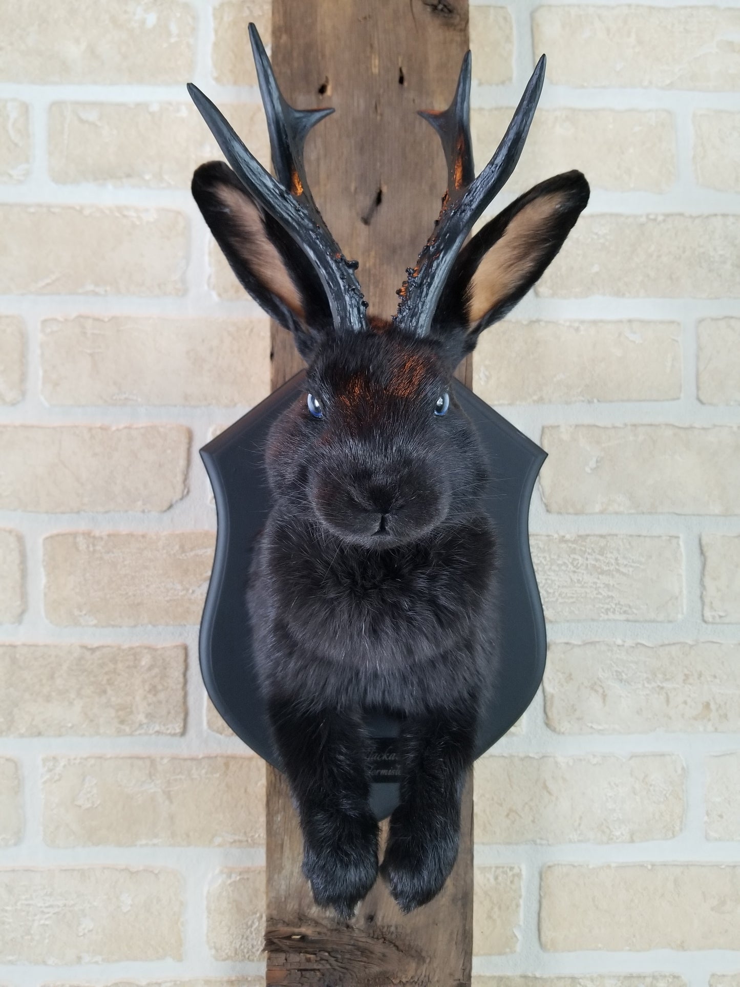 Black Jackalope taxidermy with black antlers replica & blue eyes