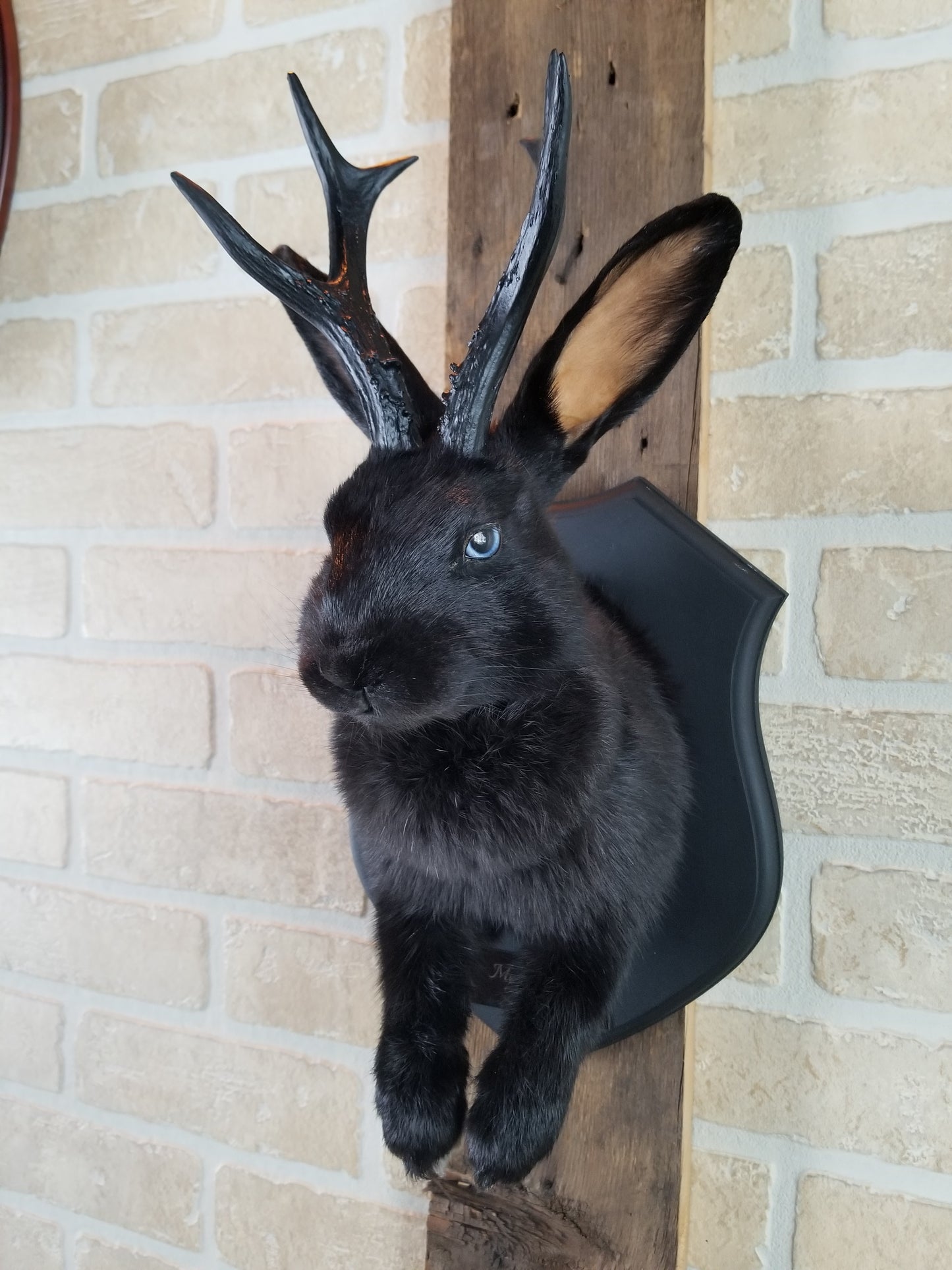 Black Jackalope taxidermy with black antlers replica & blue eyes
