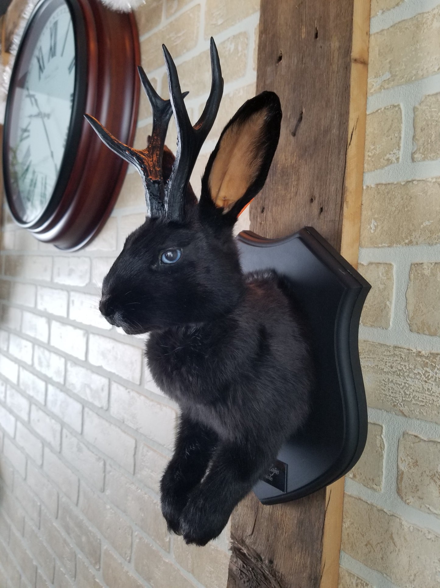 Black Jackalope taxidermy with black antlers replica & blue eyes