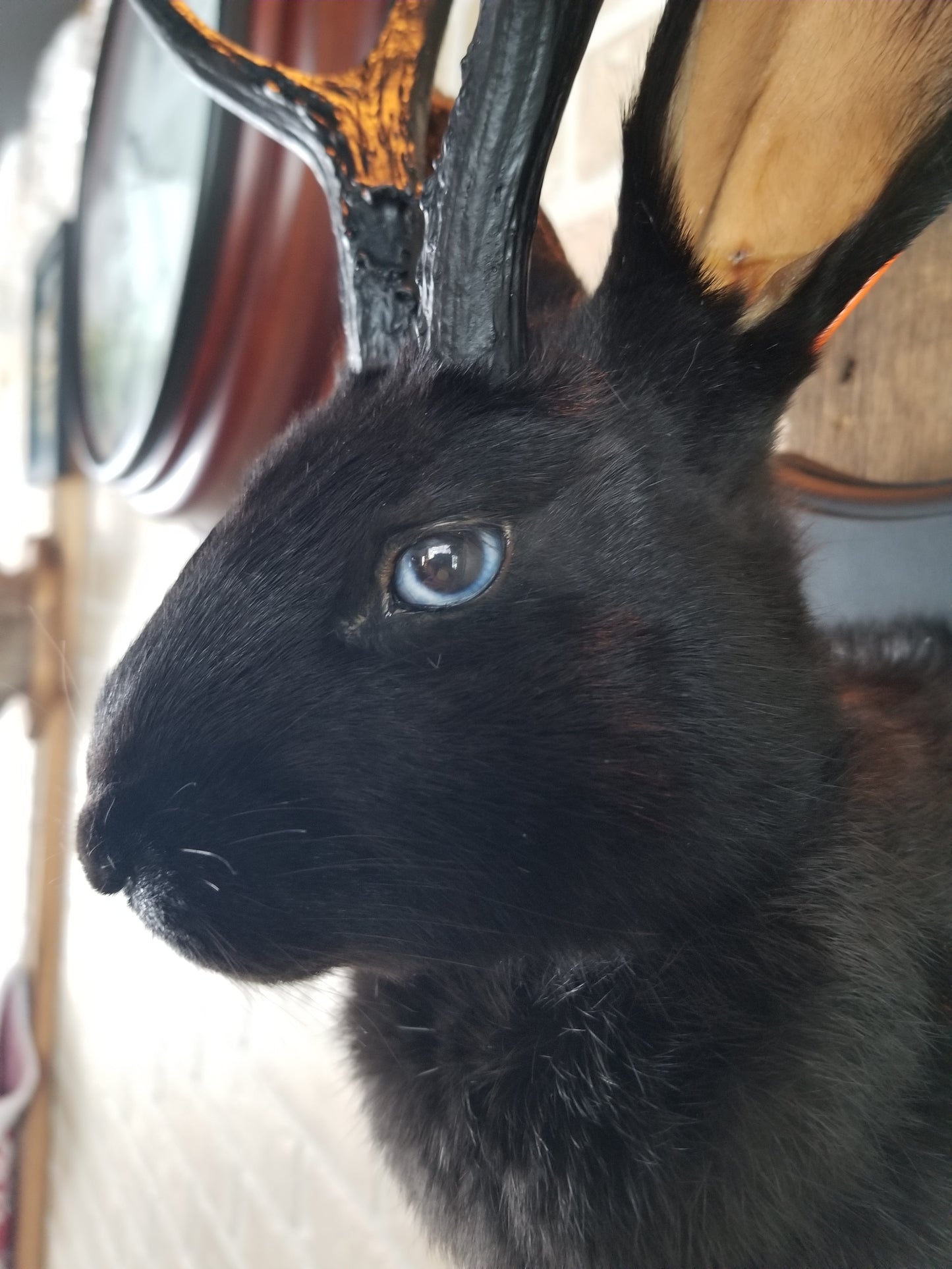 Black Jackalope taxidermy with black antlers replica & blue eyes