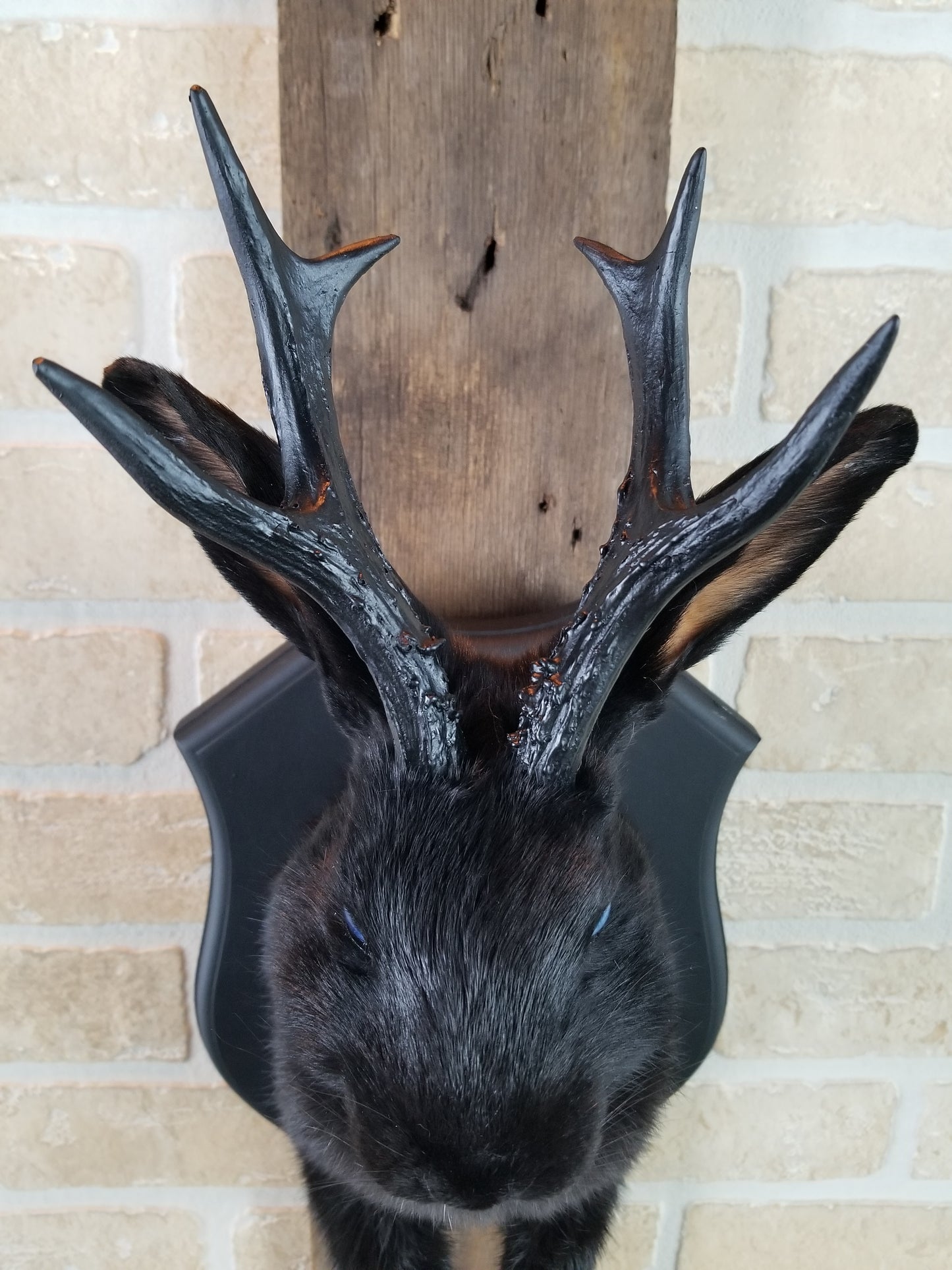 Black Jackalope taxidermy with black antlers replica & blue eyes