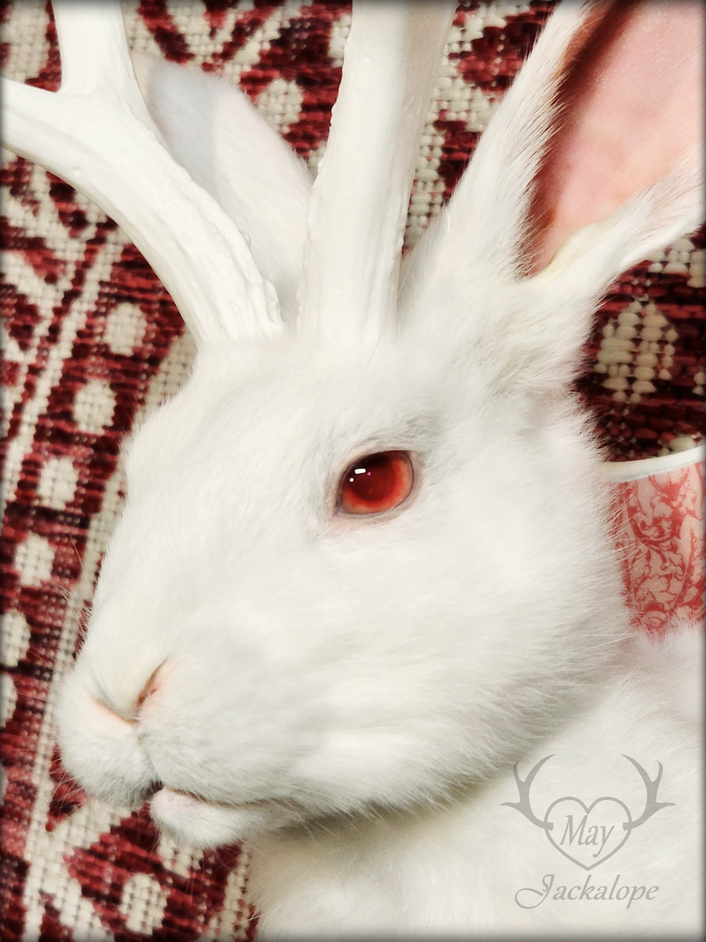 White Jackalope taxidermy with white antlers replica & red albino eyes