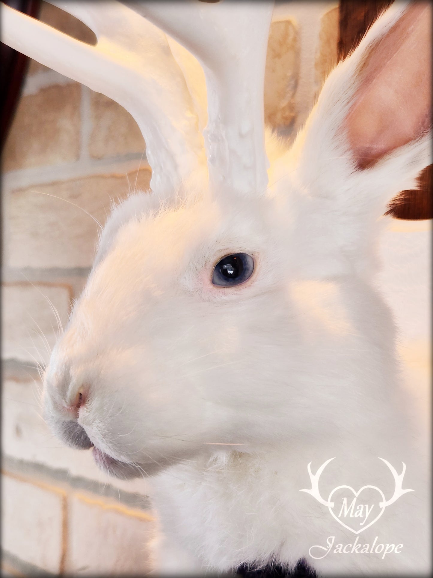 Taxidermie de Jackalope blanc avec replique de panache blanc et coeur d'améthyste