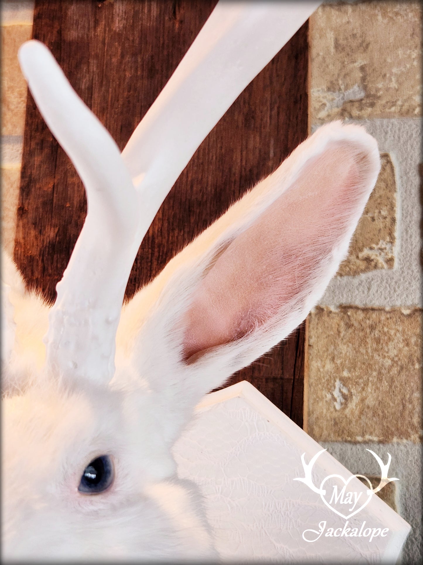 Taxidermie de Jackalope blanc avec replique de panache blanc et coeur d'améthyste