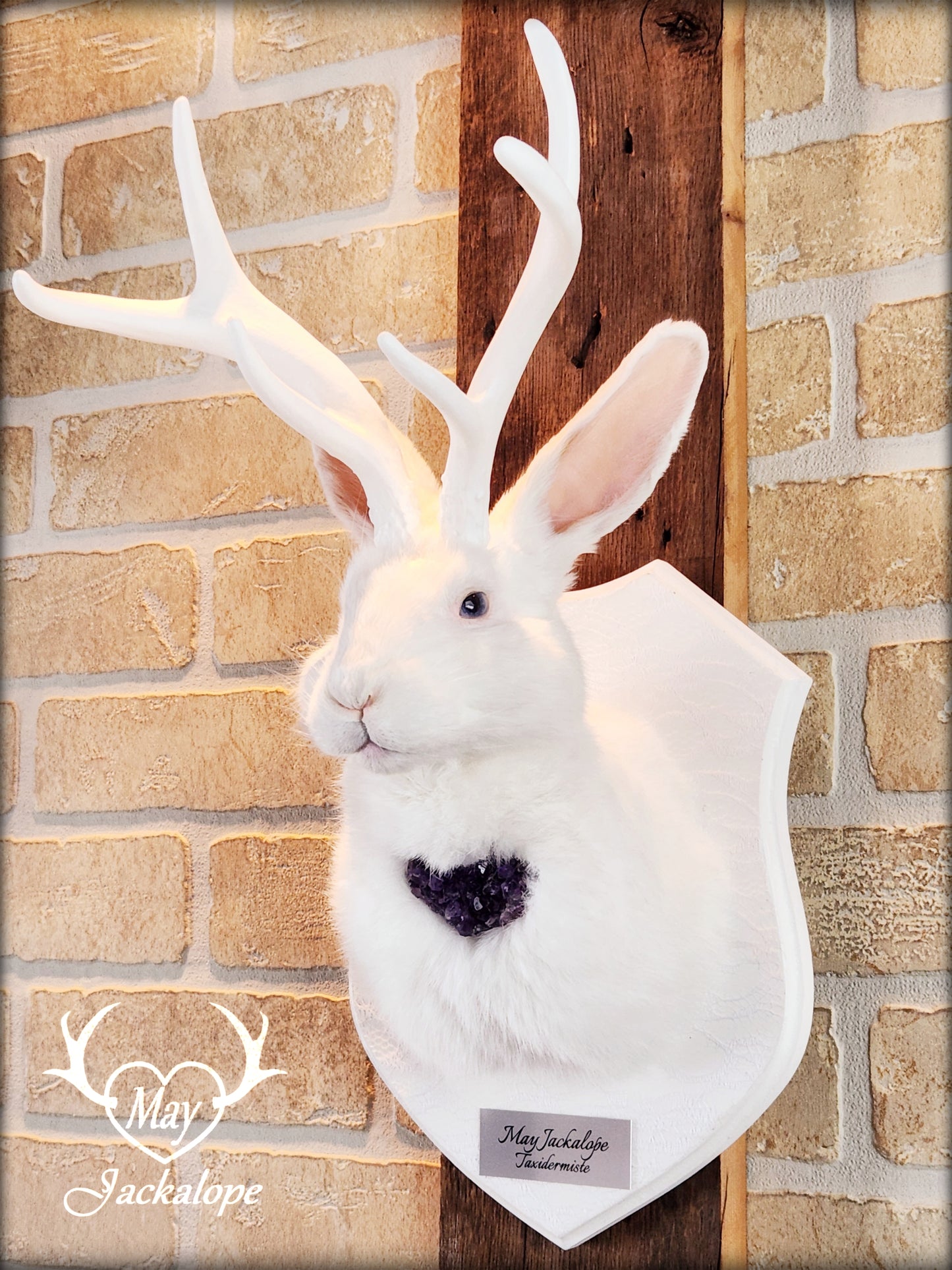 Taxidermie de Jackalope blanc avec replique de panache blanc et coeur d'améthyste