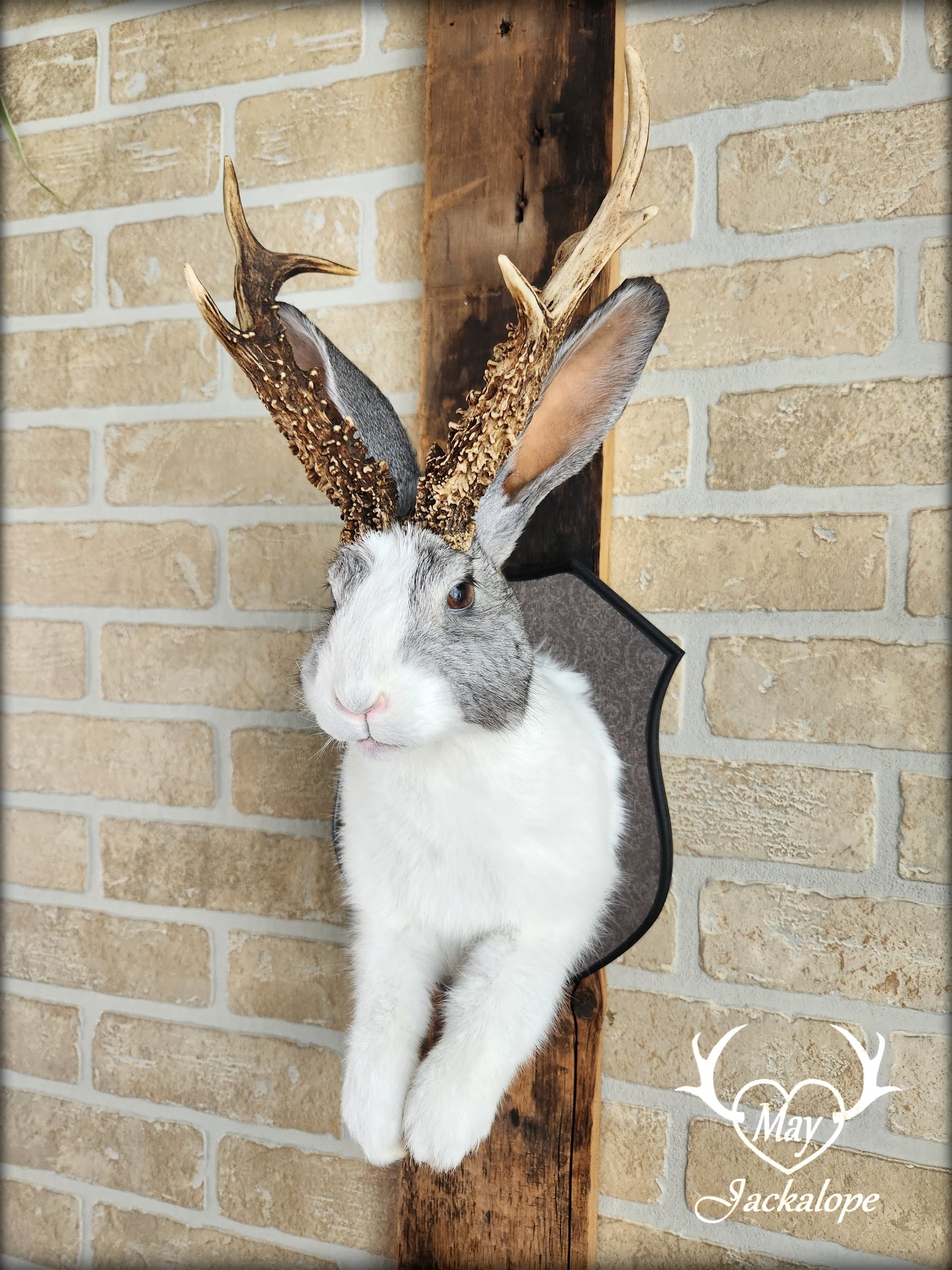 White and grey Jackalope taxidermy with real antlers & heterochromia eyes