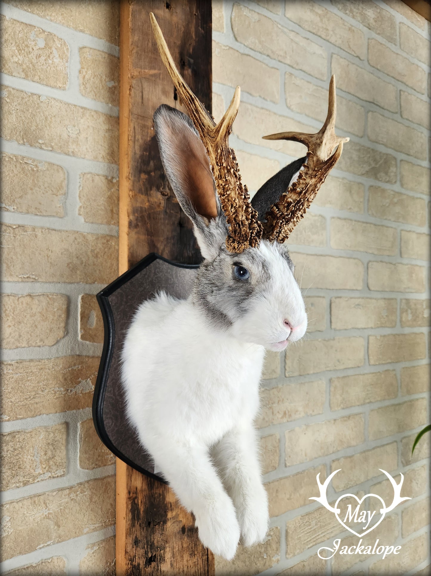 White and grey Jackalope taxidermy with real antlers & heterochromia eyes