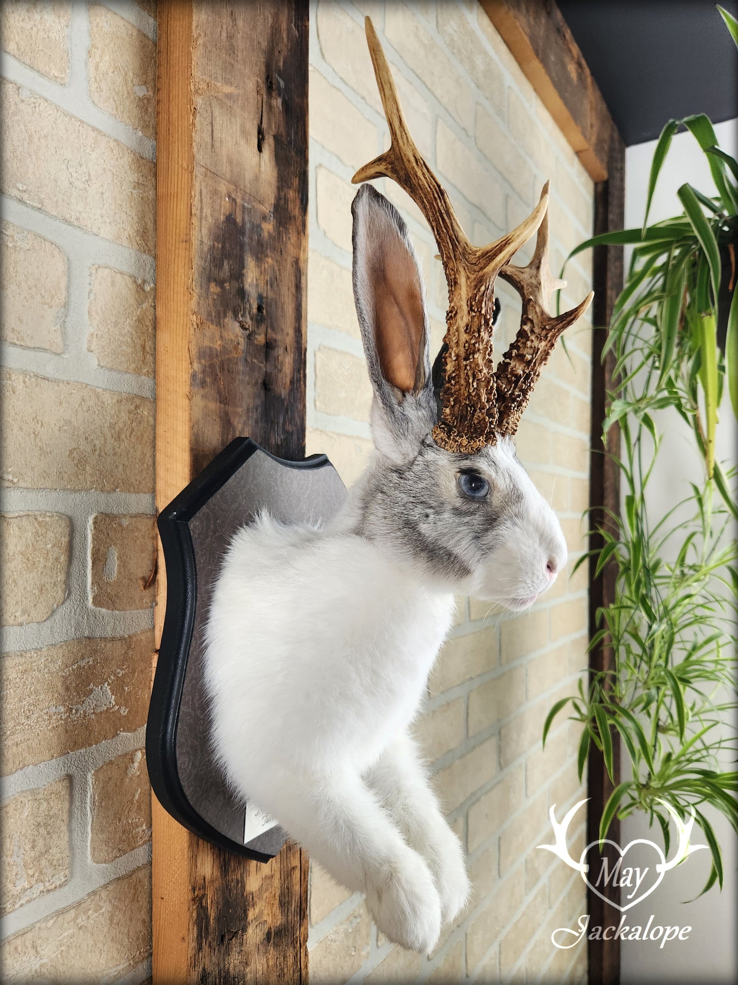 White and grey Jackalope taxidermy with real antlers & heterochromia eyes