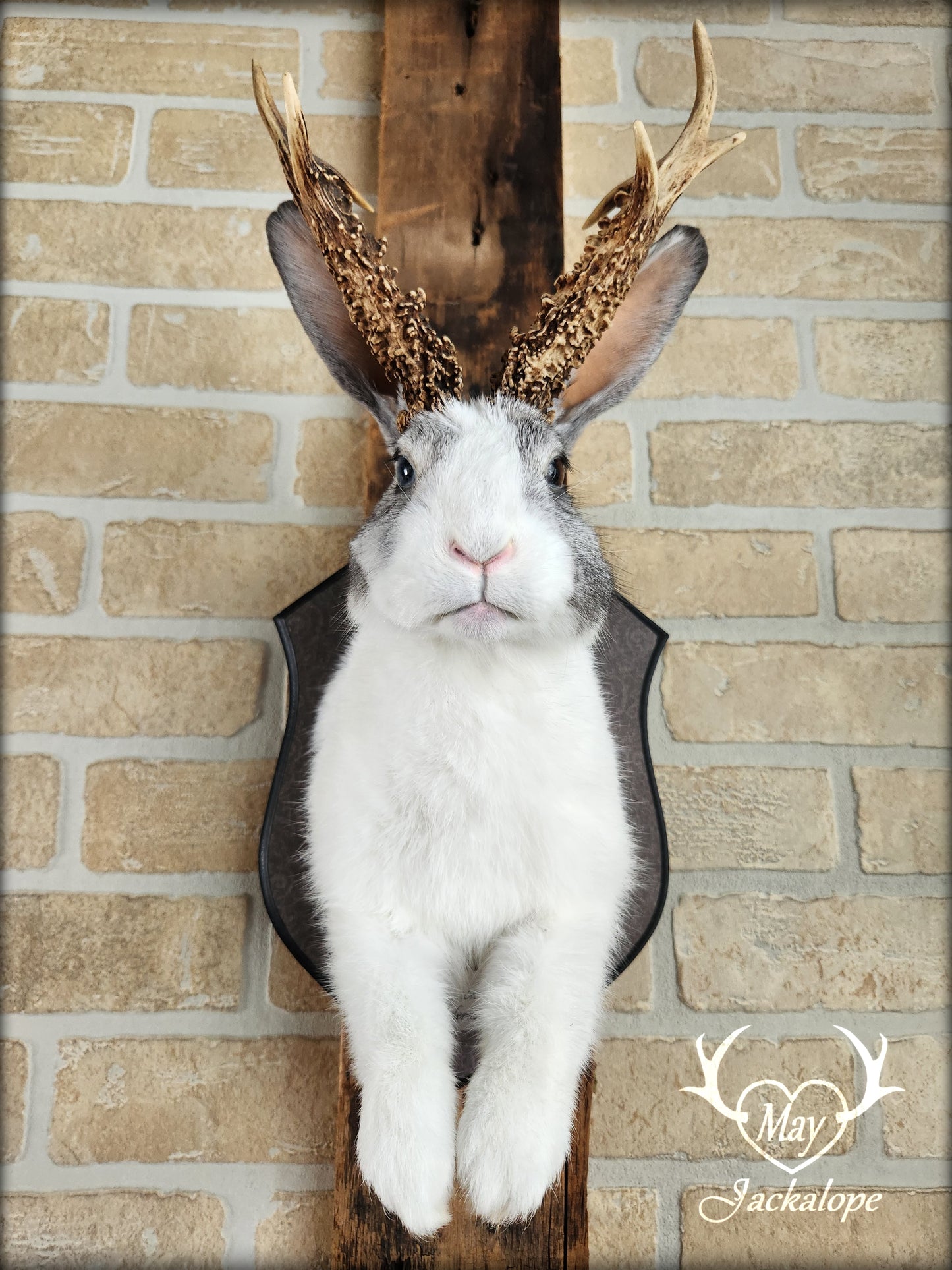 White and grey Jackalope taxidermy with real antlers & heterochromia eyes