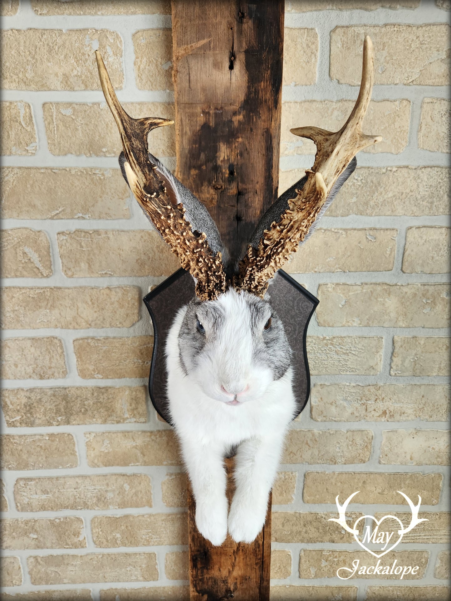 White and grey Jackalope taxidermy with real antlers & heterochromia eyes