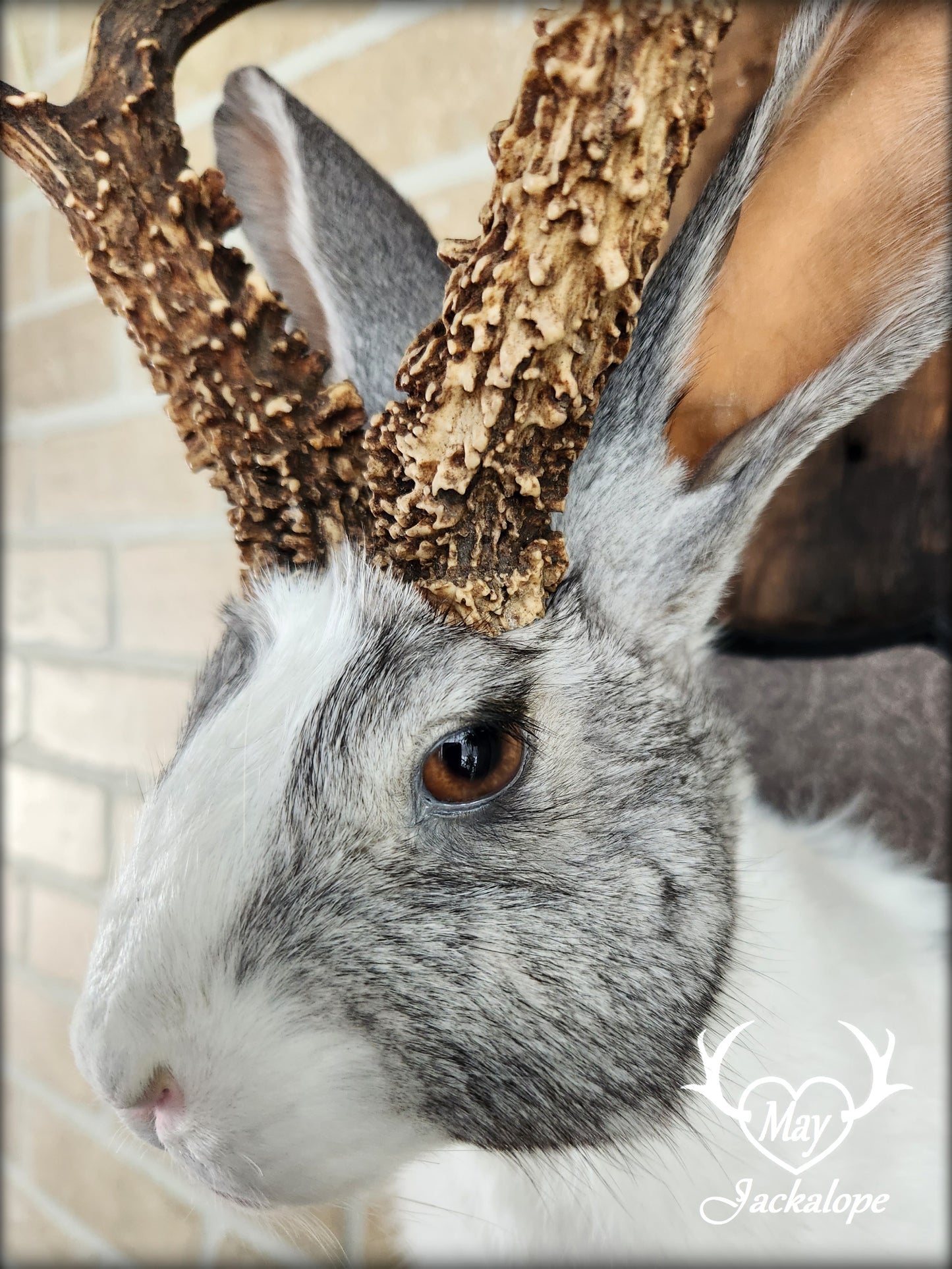 White and grey Jackalope taxidermy with real antlers & heterochromia eyes
