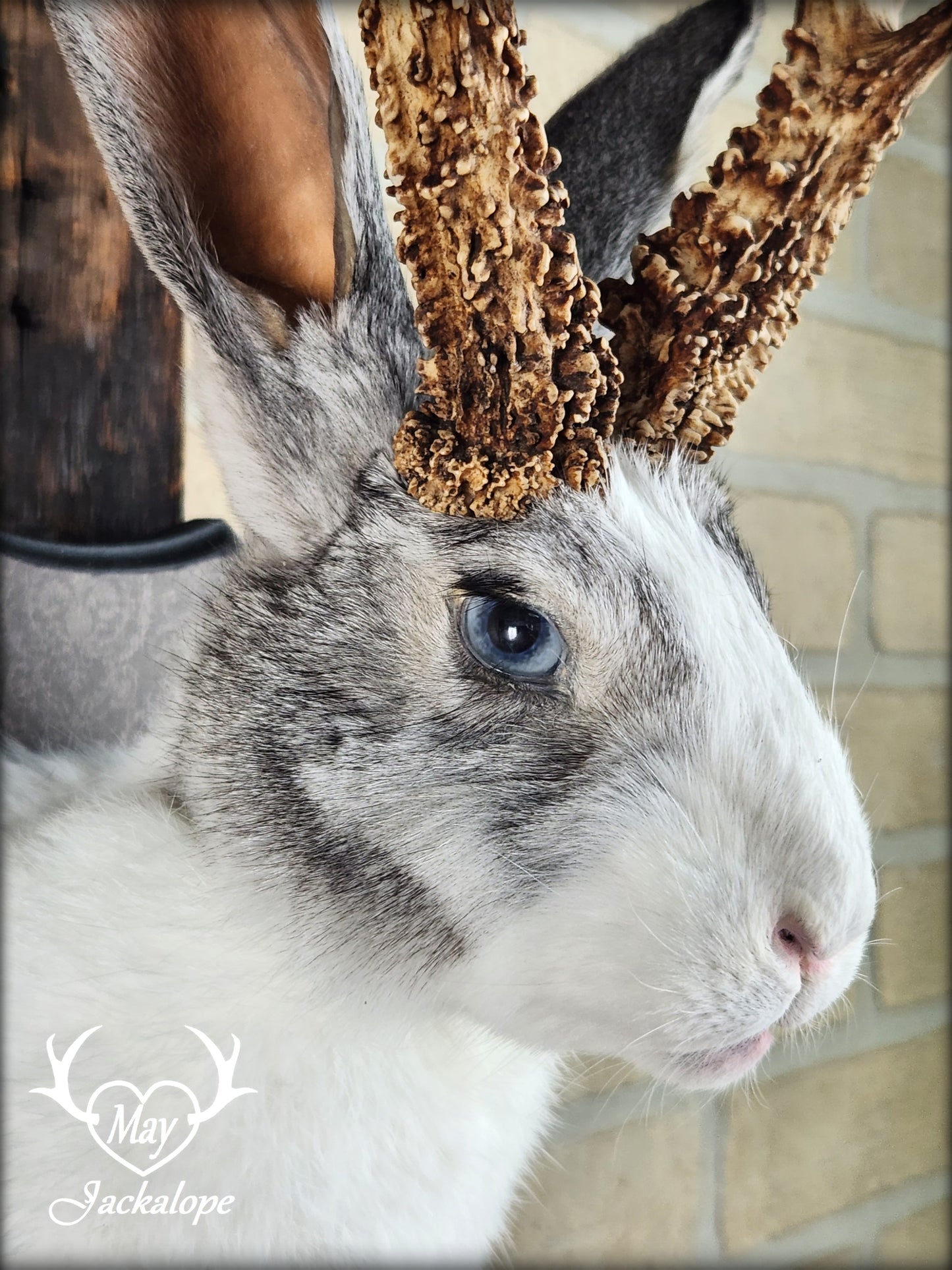 White and grey Jackalope taxidermy with real antlers & heterochromia eyes