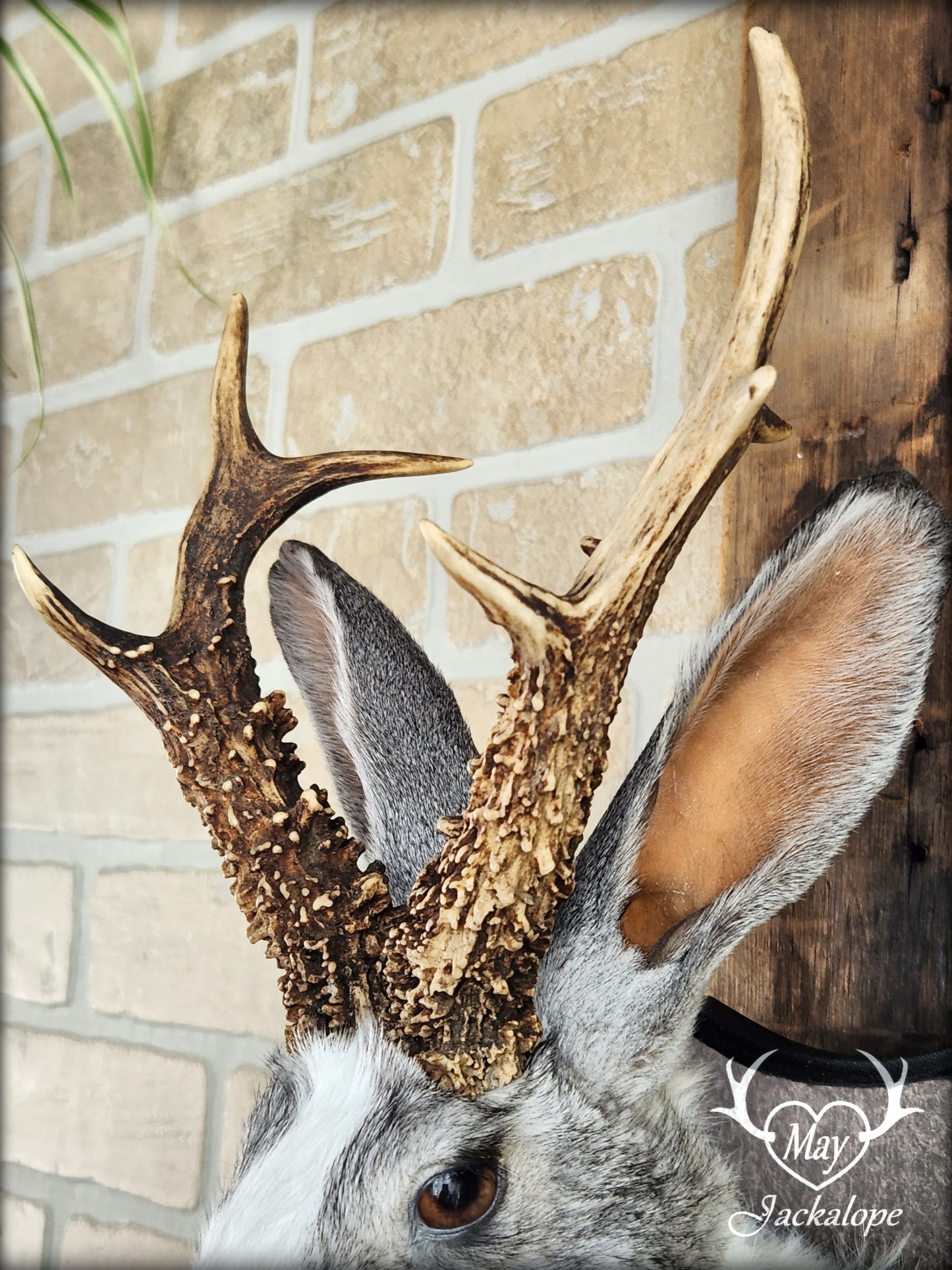 White and grey Jackalope taxidermy with real antlers & heterochromia eyes
