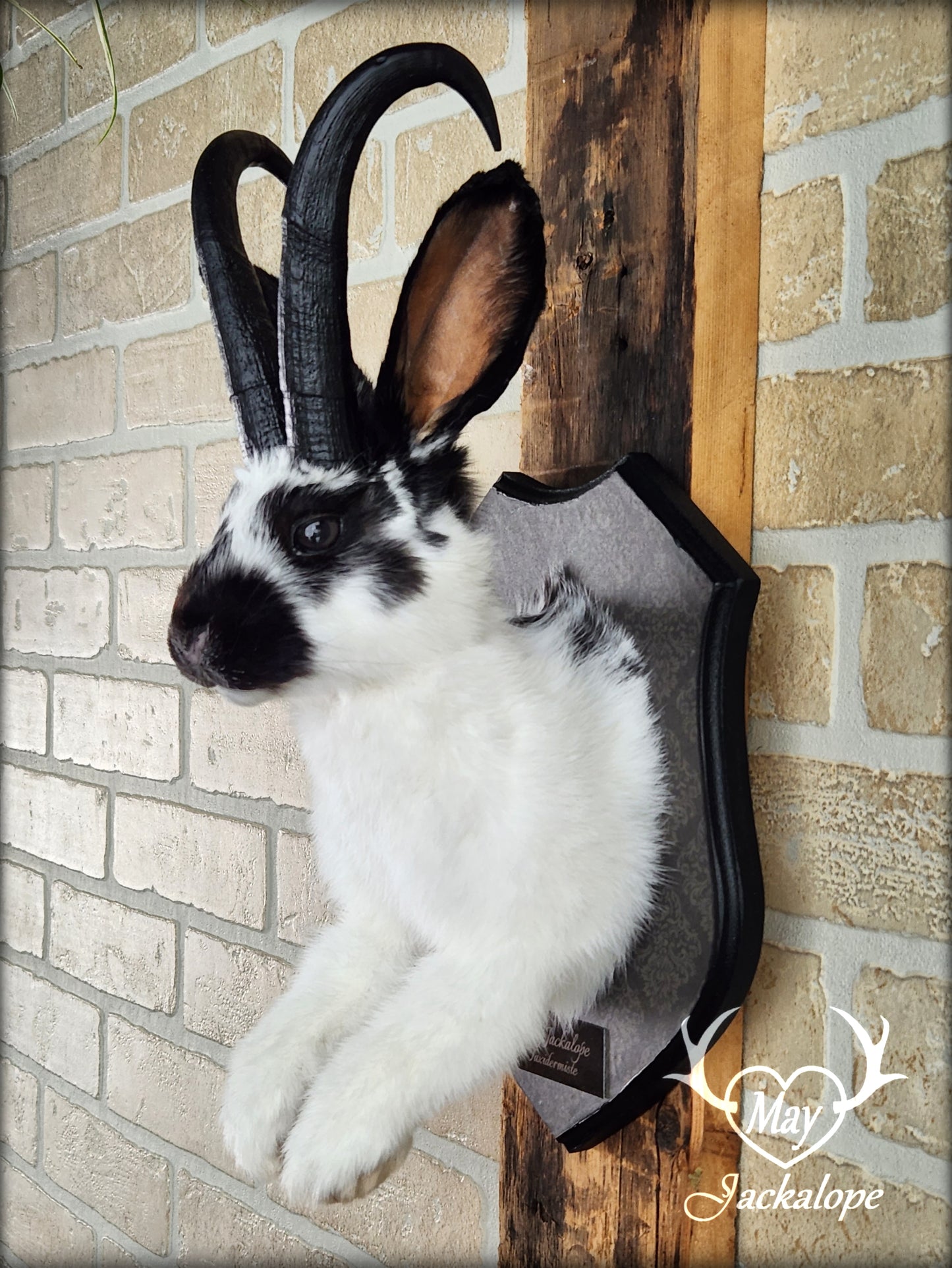 Black & white Jackalope taxidermy with black horns replica & dark eyes