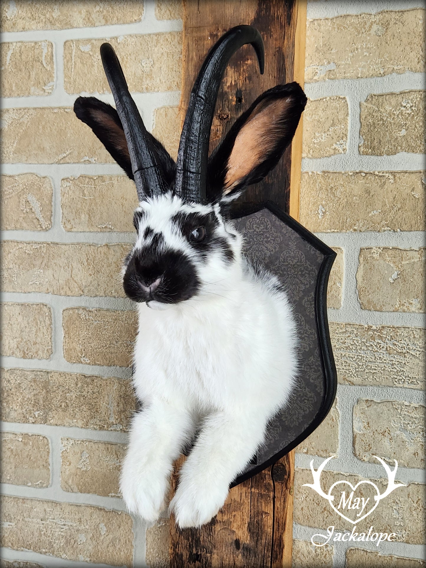 Black & white Jackalope taxidermy with black horns replica & dark eyes