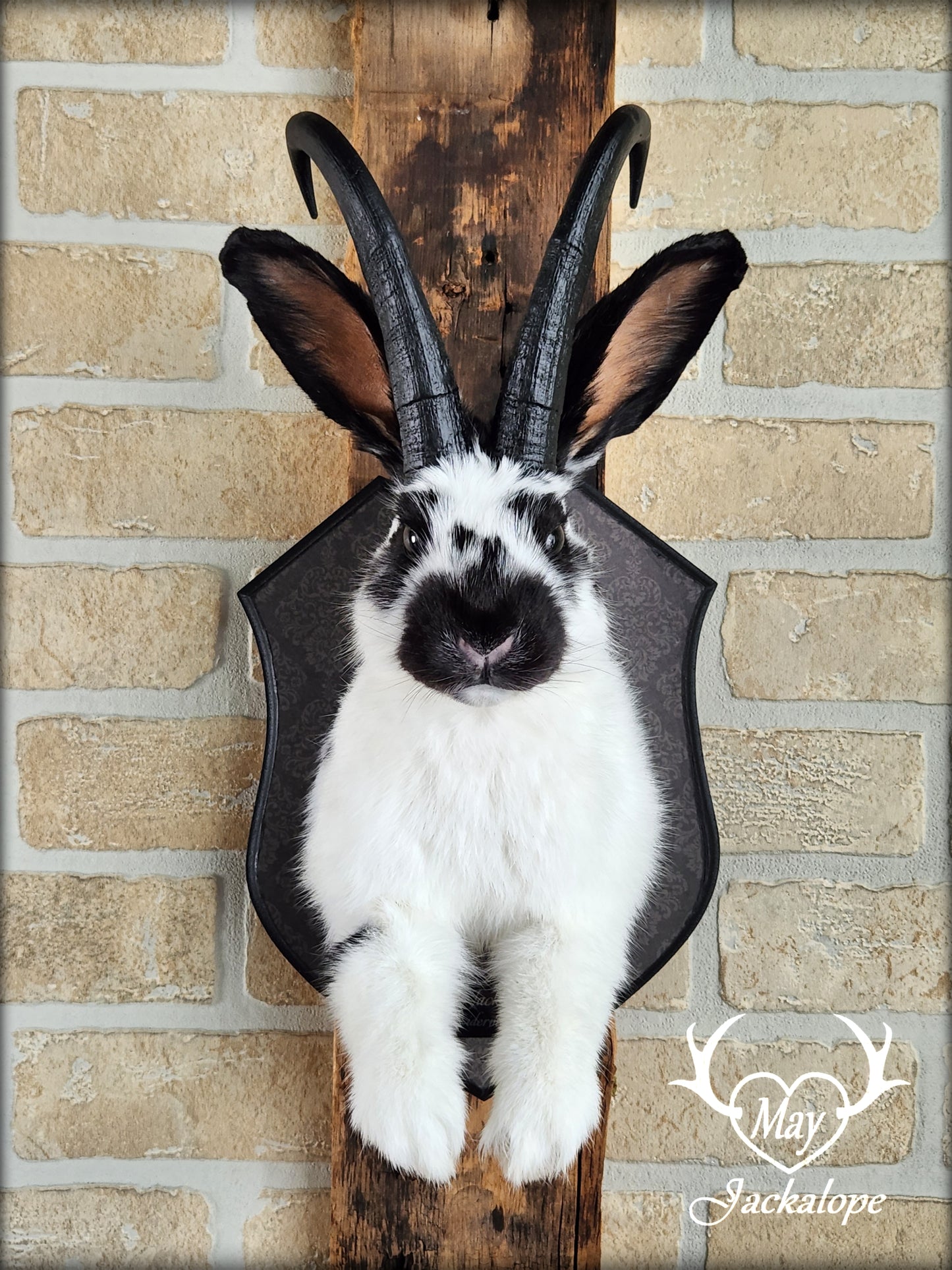 Black & white Jackalope taxidermy with black horns replica & dark eyes