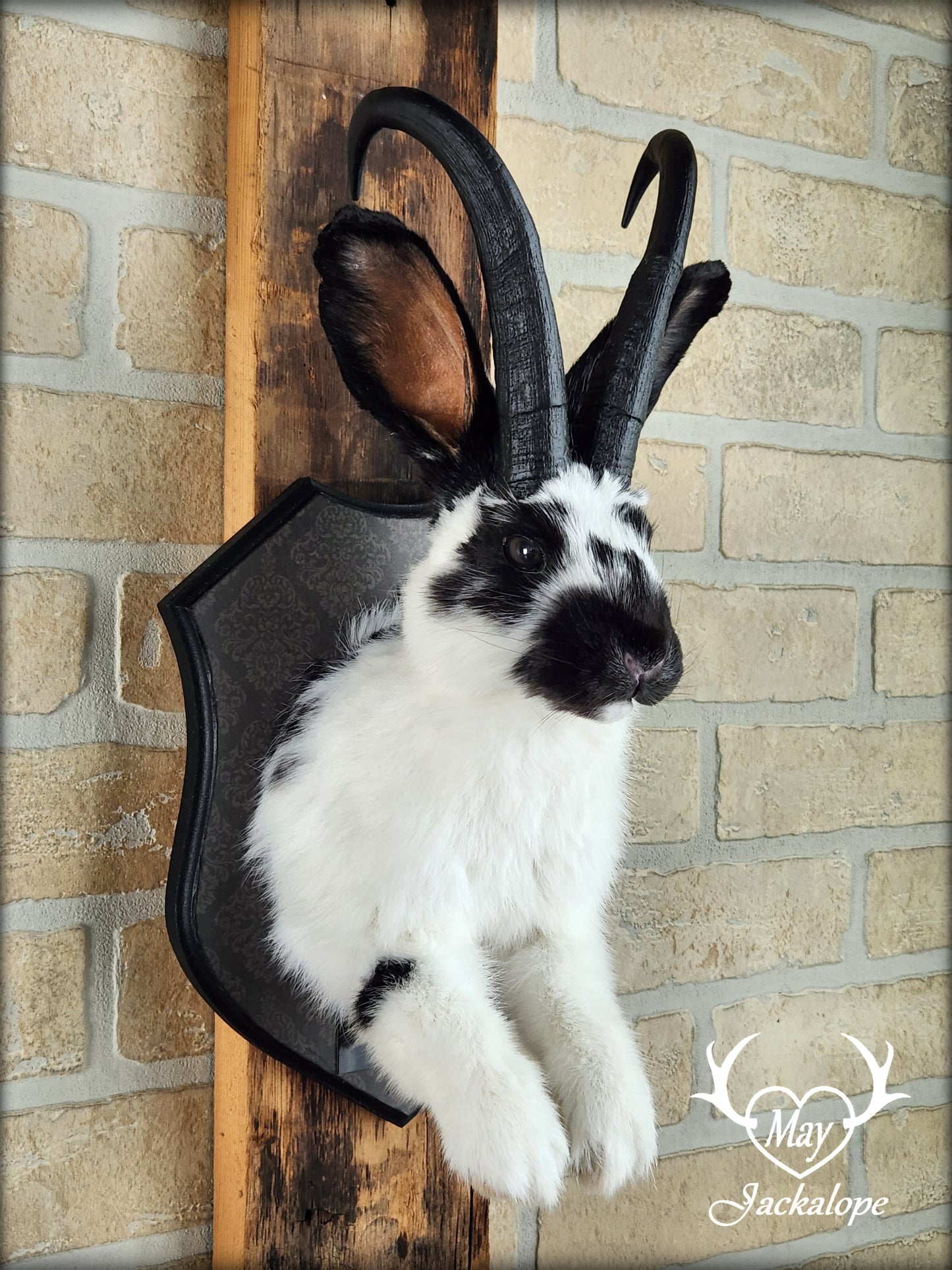 Black & white Jackalope taxidermy with black horns replica & dark eyes