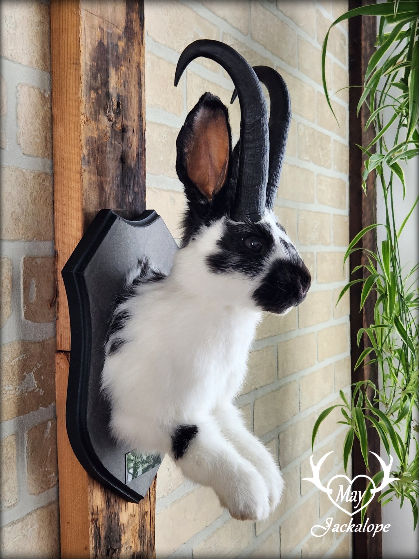 Black & white Jackalope taxidermy with black horns replica & dark eyes
