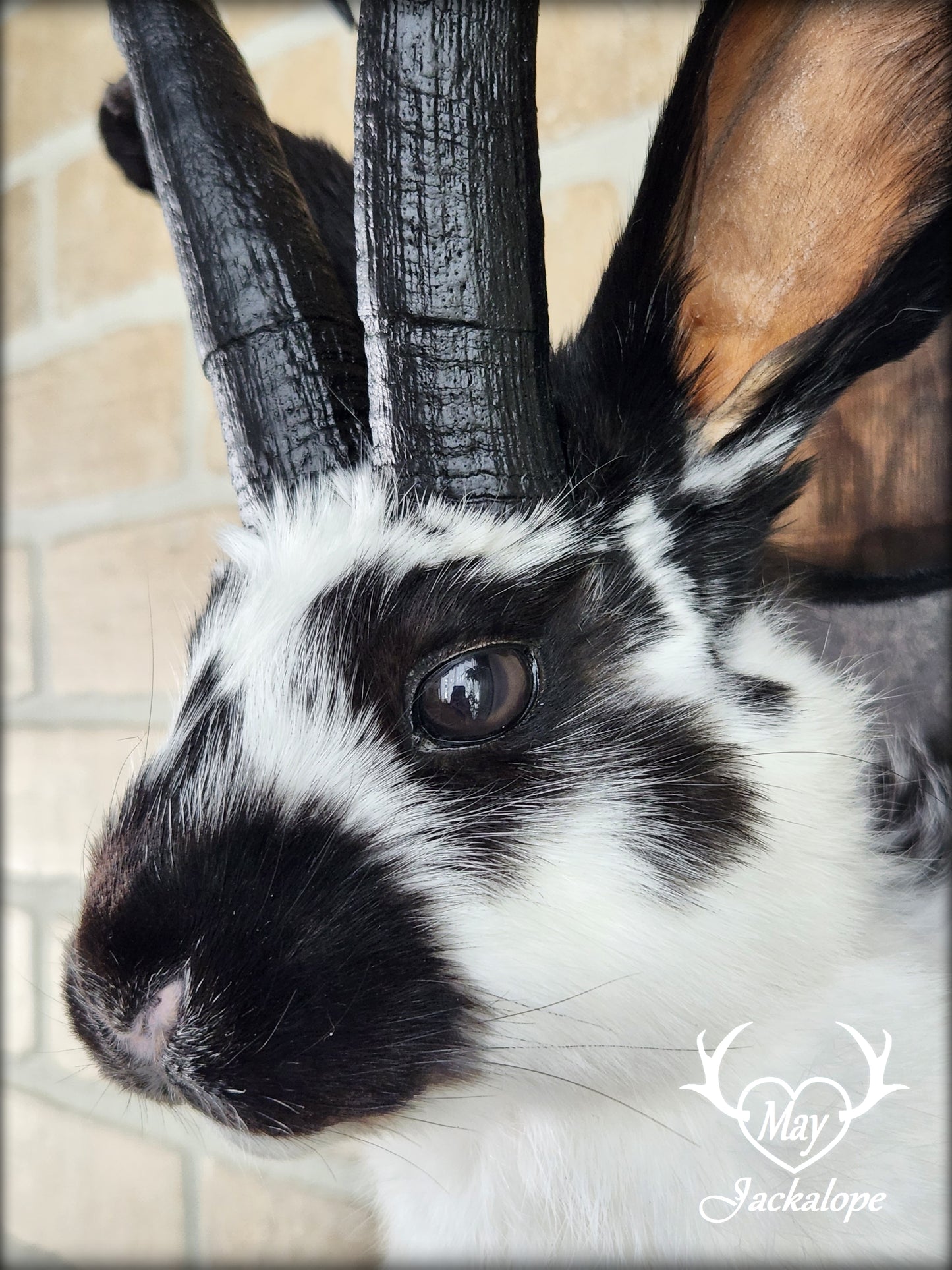 Black & white Jackalope taxidermy with black horns replica & dark eyes