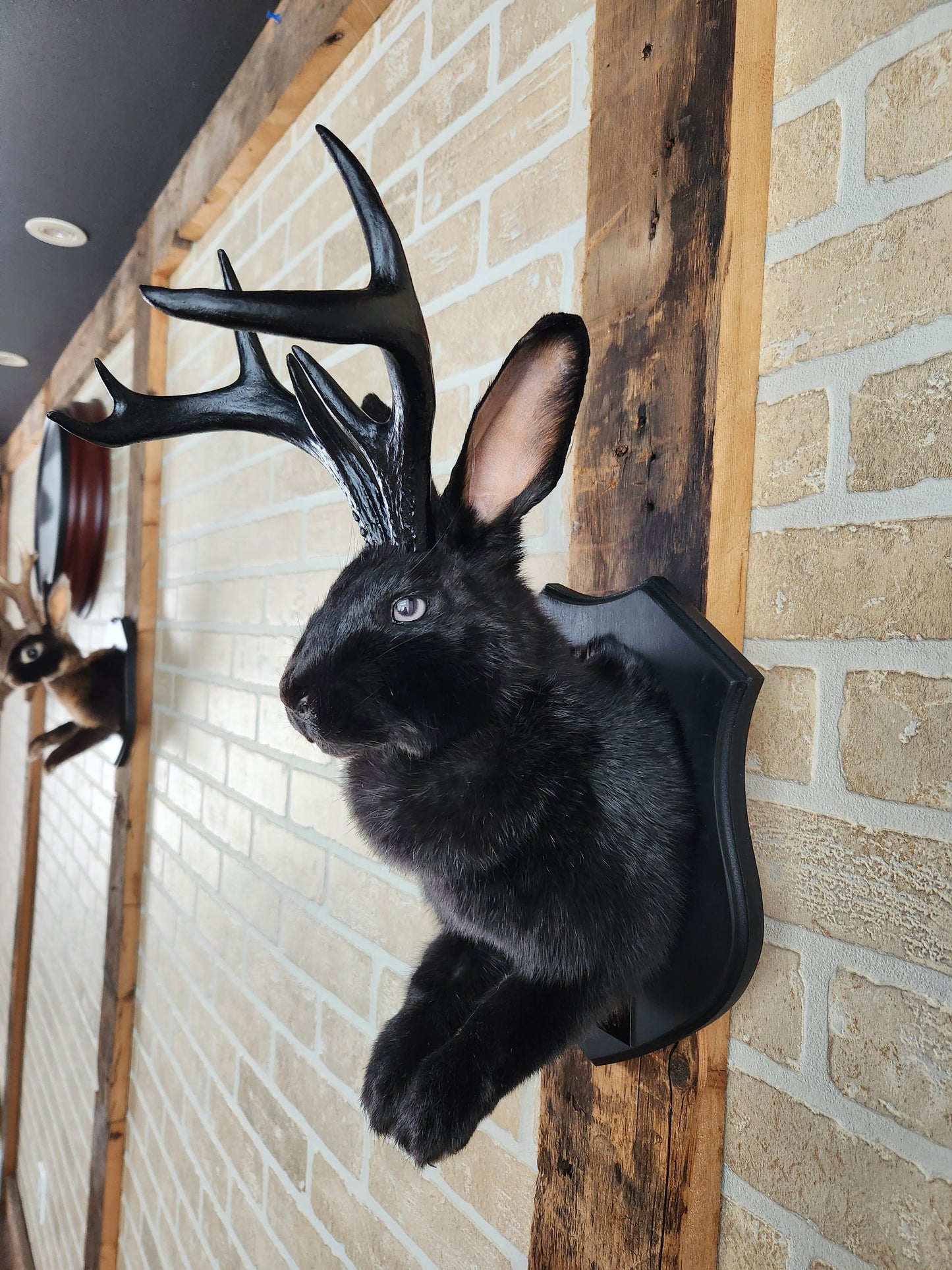 Black Jackalope taxidermy with black antlers replica & grey eyes