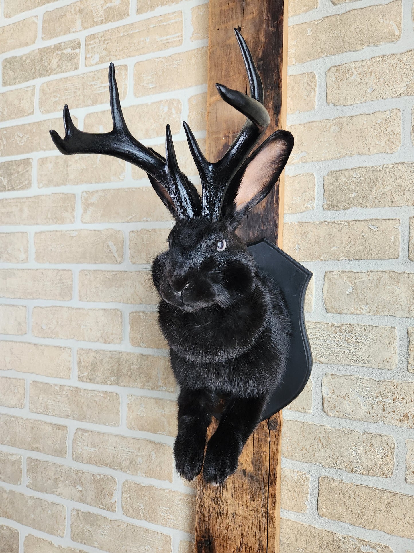 Black Jackalope taxidermy with black antlers replica & grey eyes