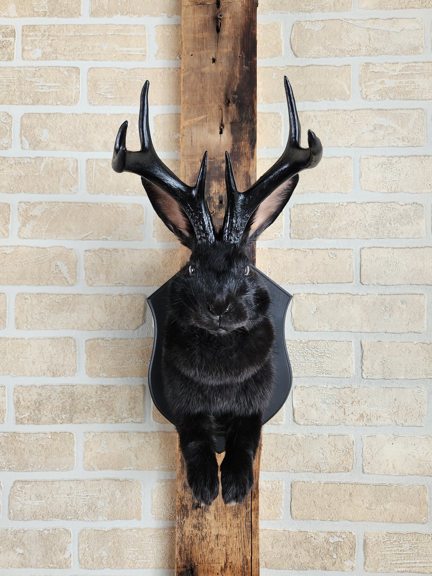 Black Jackalope taxidermy with black antlers replica & grey eyes
