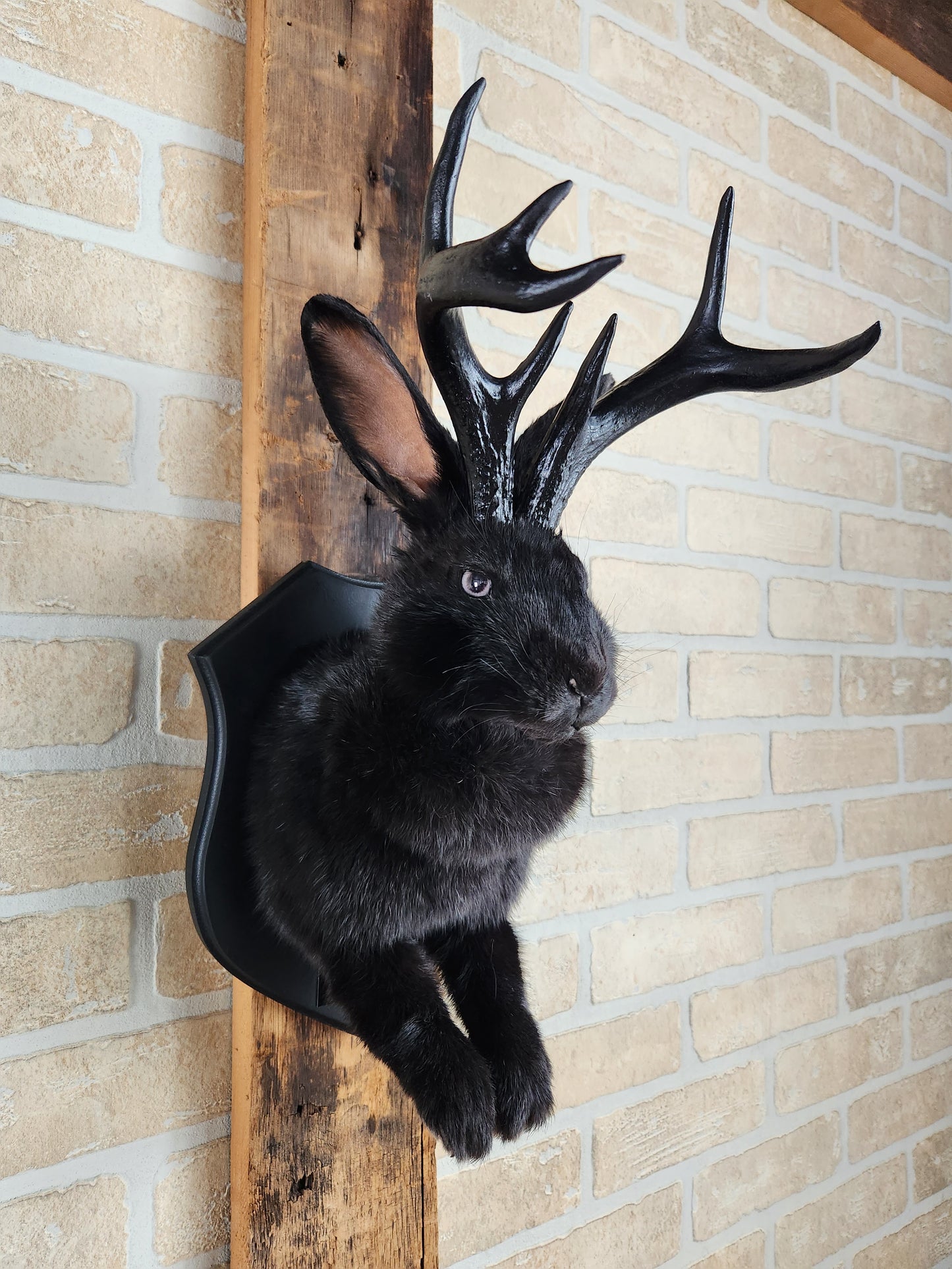 Black Jackalope taxidermy with black antlers replica & grey eyes