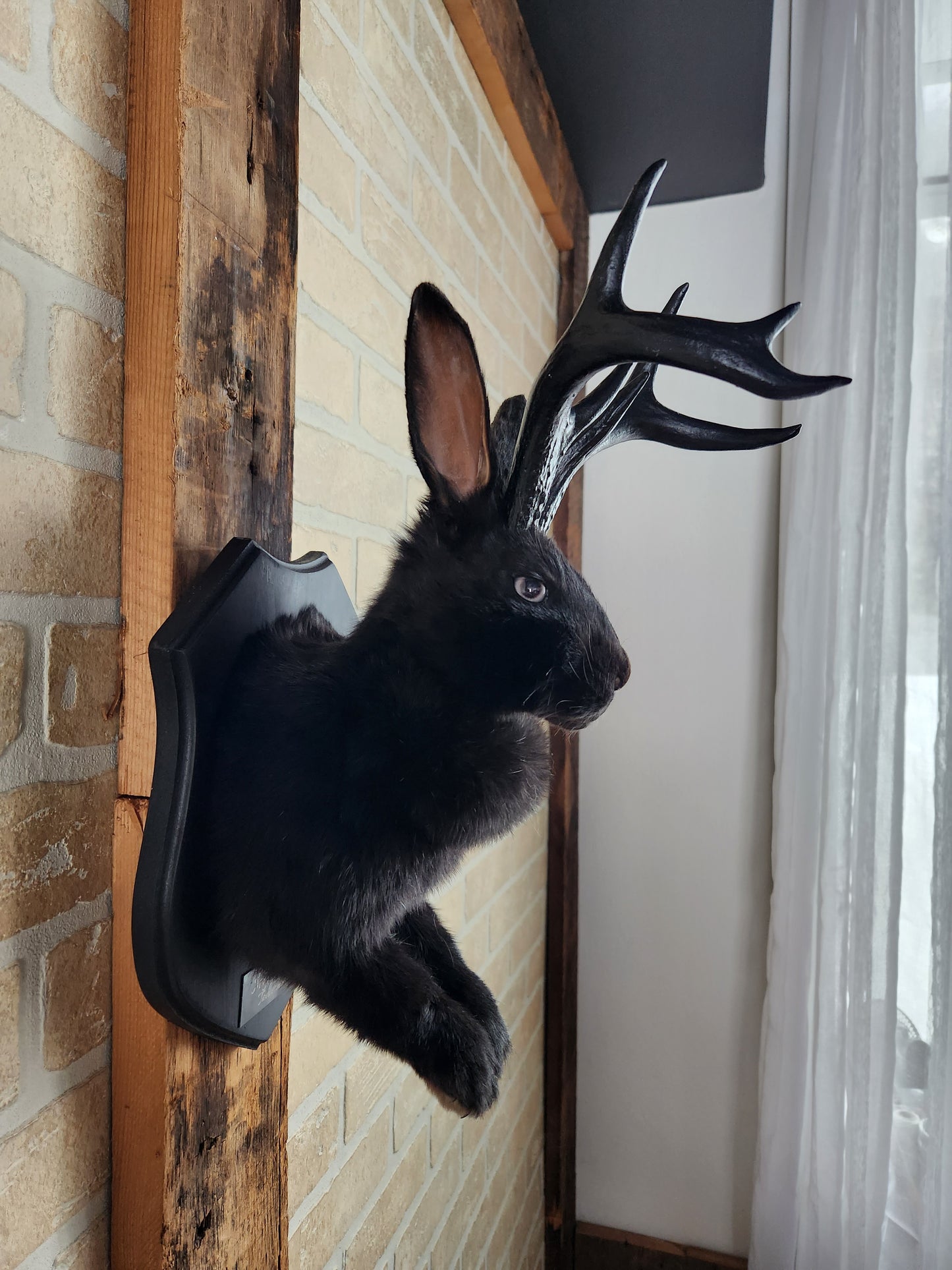 Black Jackalope taxidermy with black antlers replica & grey eyes