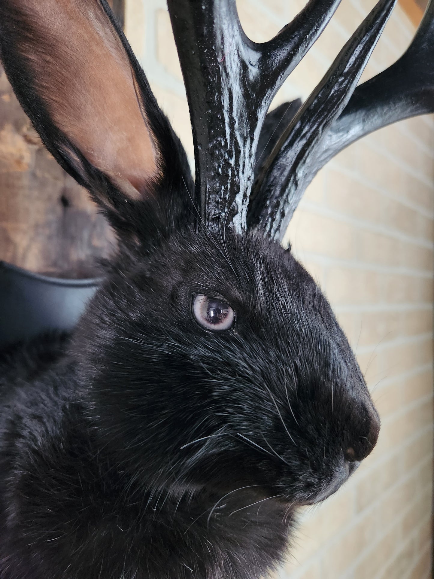 Black Jackalope taxidermy with black antlers replica & grey eyes