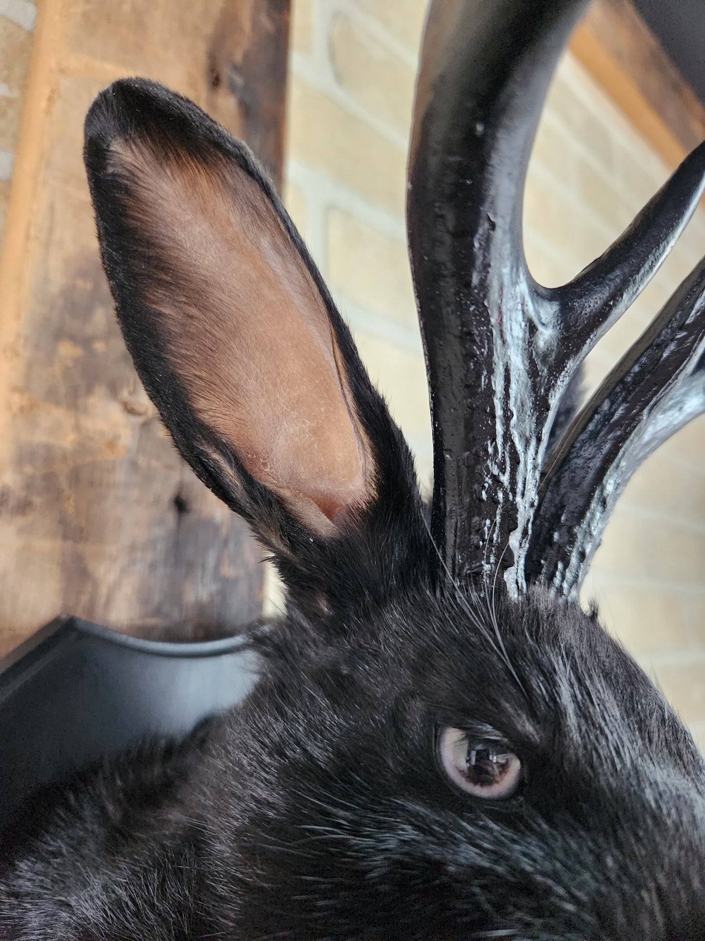 Black Jackalope taxidermy with black antlers replica & grey eyes