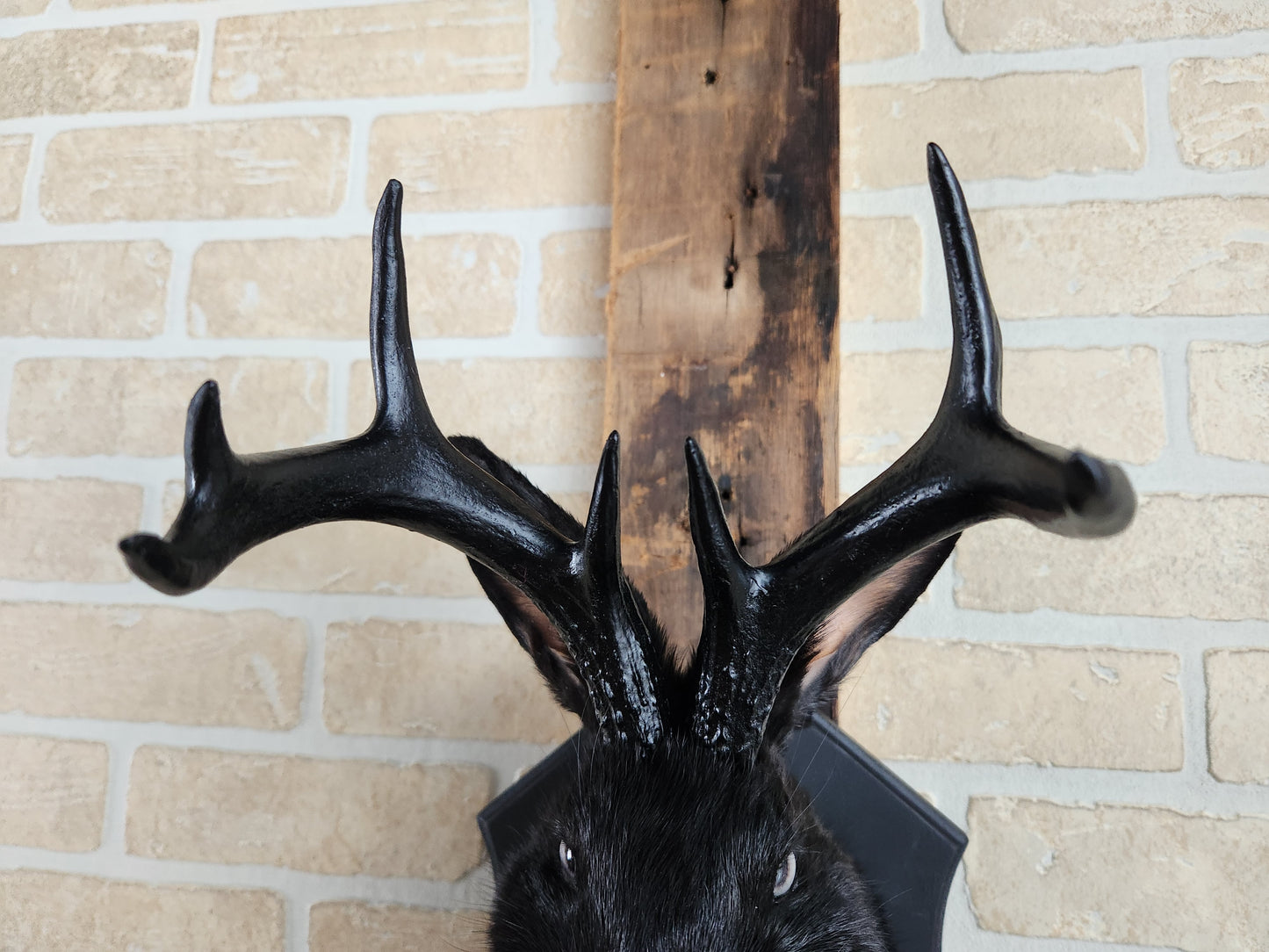 Black Jackalope taxidermy with black antlers replica & grey eyes
