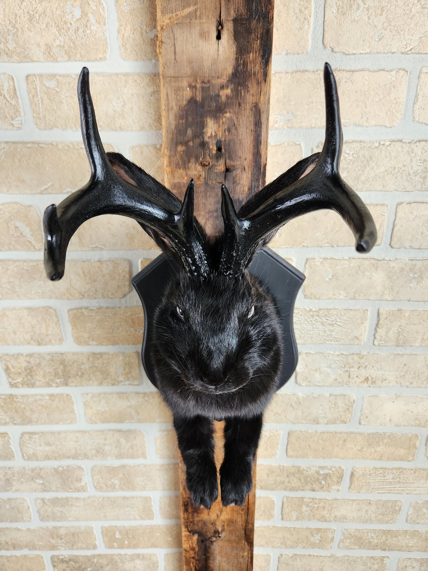Black Jackalope taxidermy with black antlers replica & grey eyes