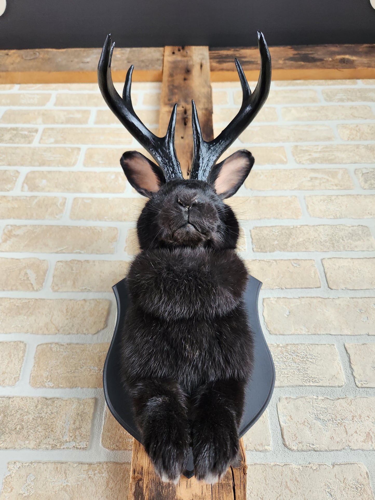 Black Jackalope taxidermy with black antlers replica & grey eyes