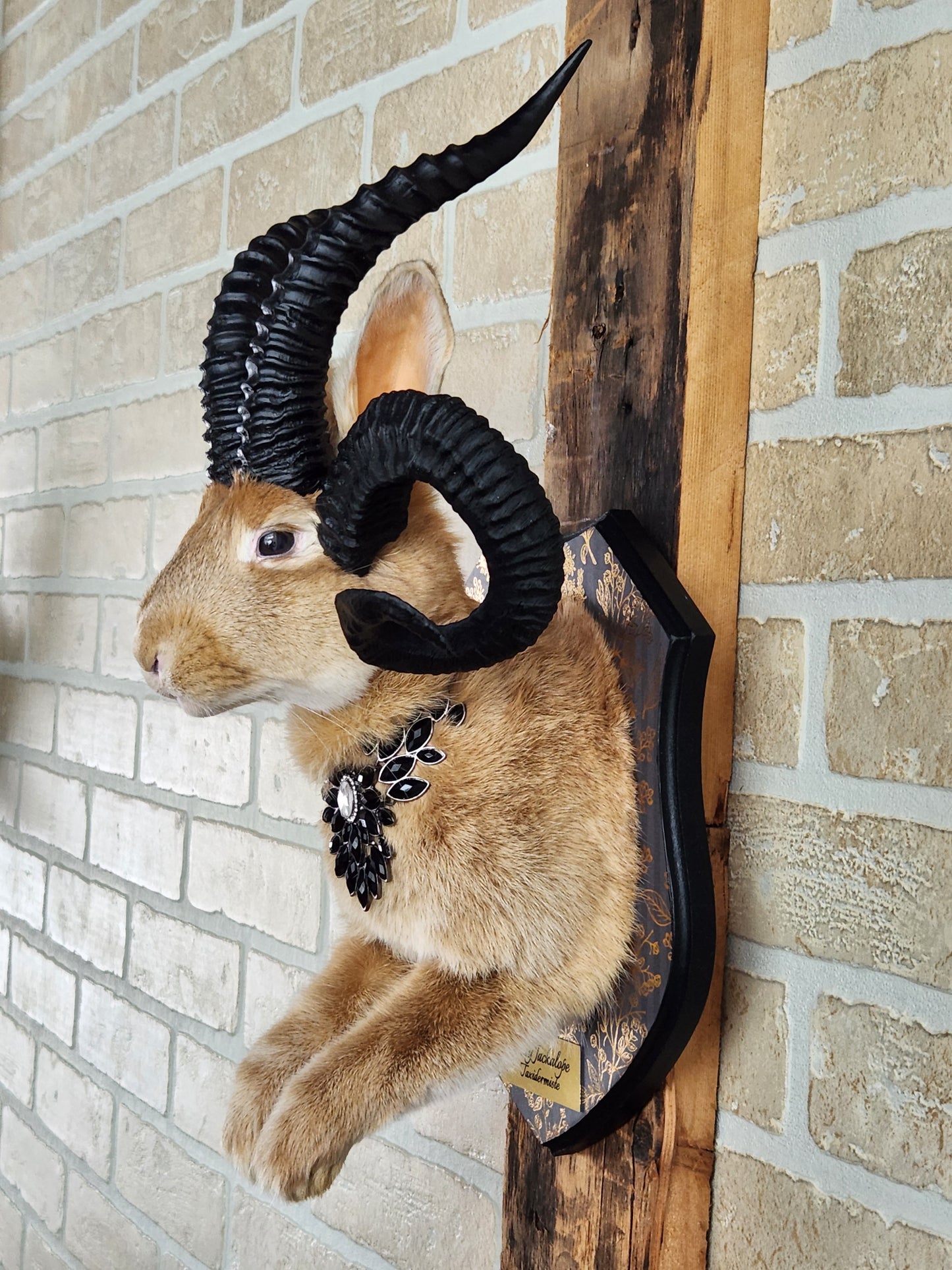 Golden Jackalope taxidermy with 4 horns with golden decorated plaque.