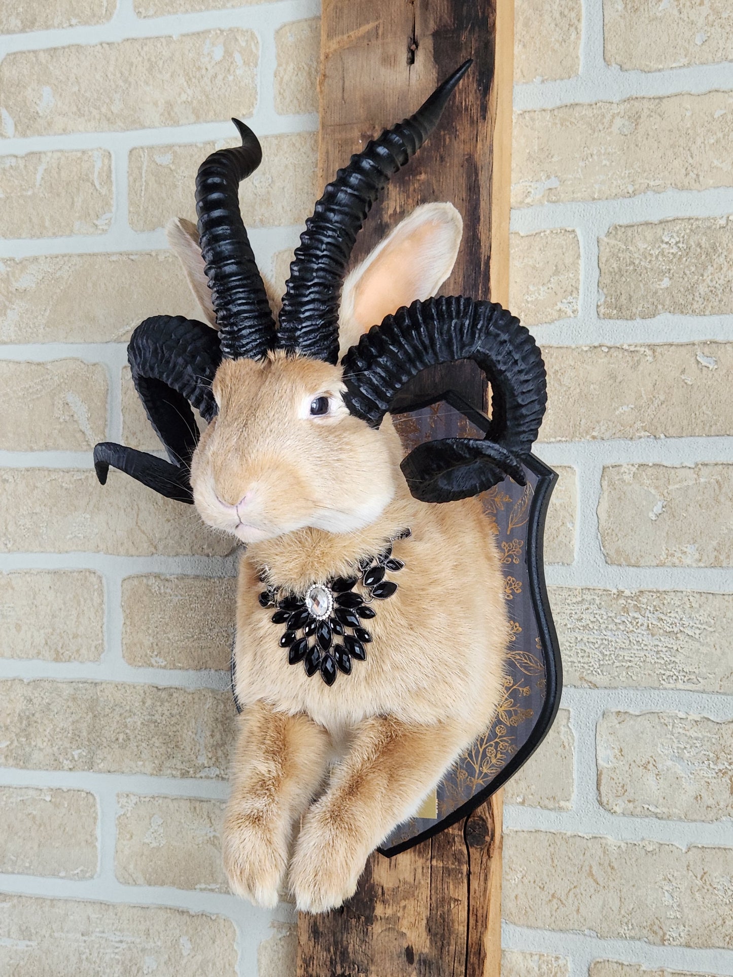Golden Jackalope taxidermy with 4 horns with golden decorated plaque.