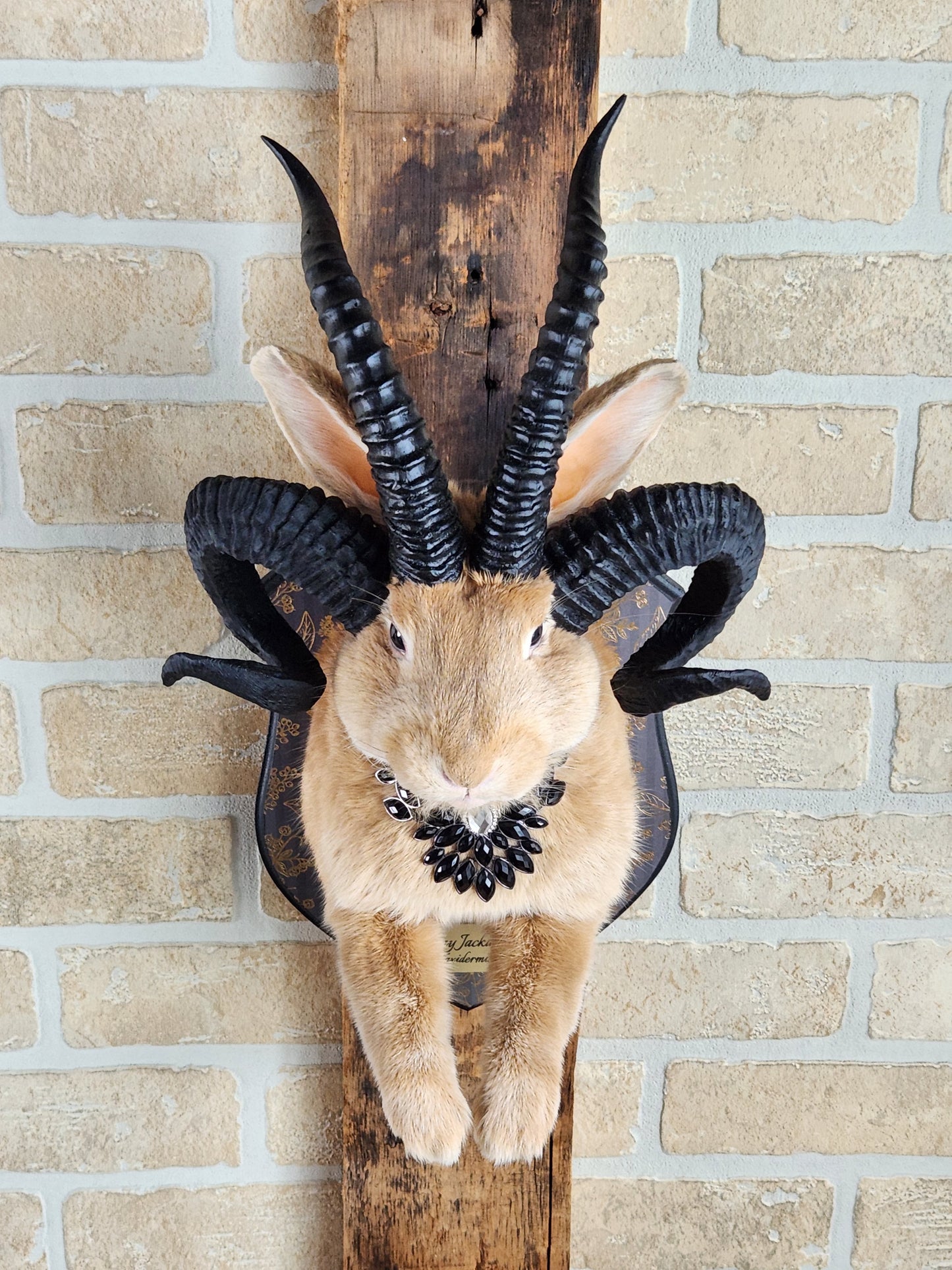 Golden Jackalope taxidermy with 4 horns with golden decorated plaque.